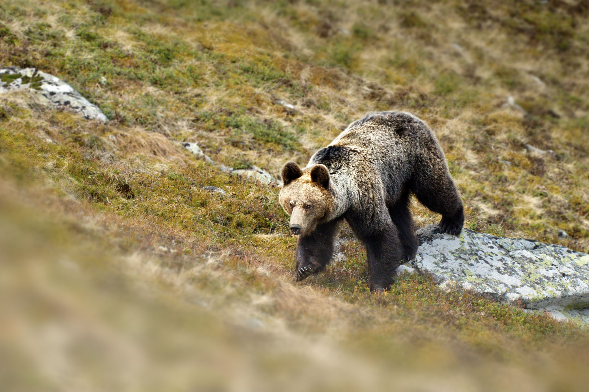 Západní Tatry Slovensko medvěd hnědý