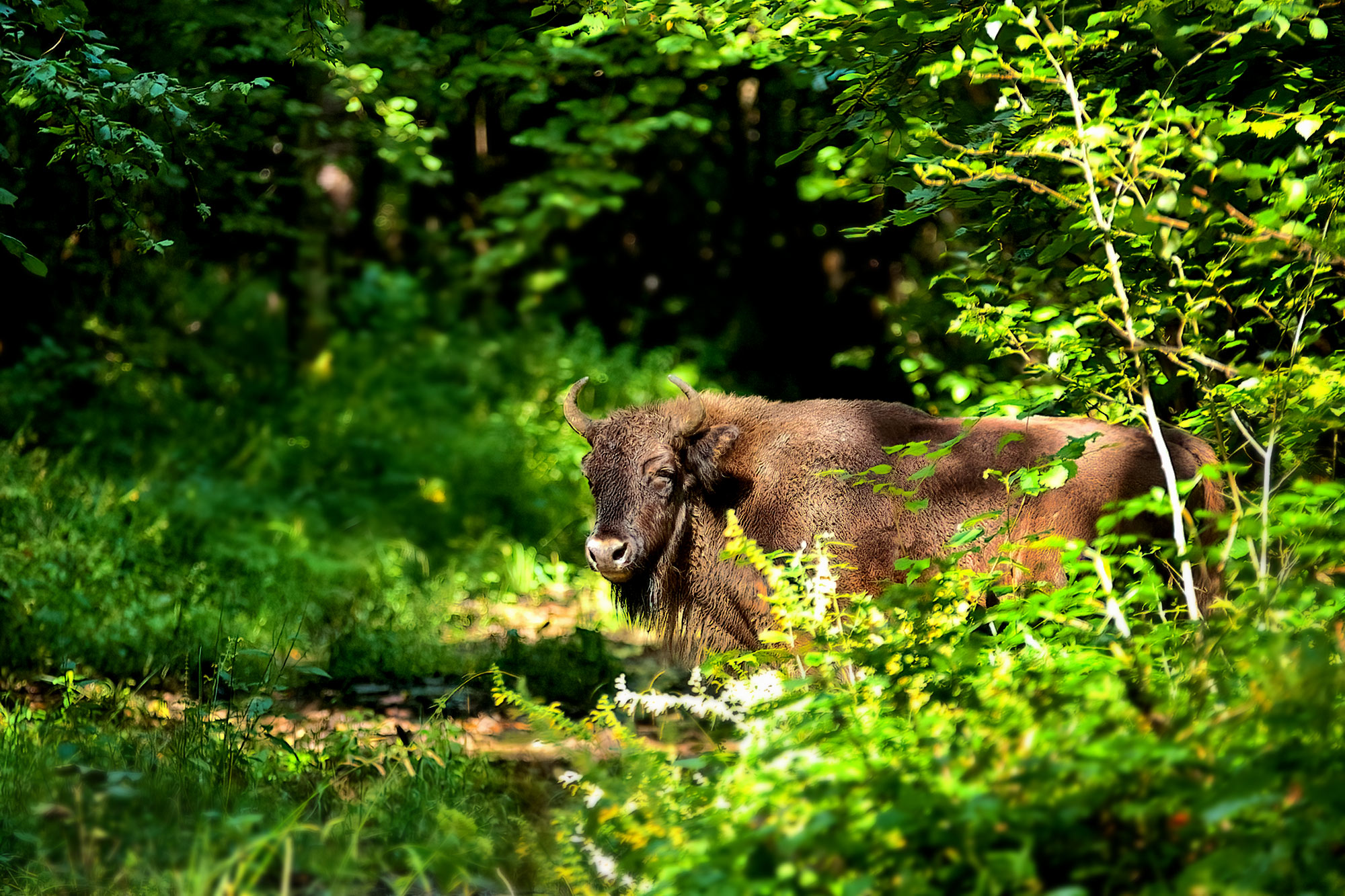 Bieszczady 2019 zubr evropský