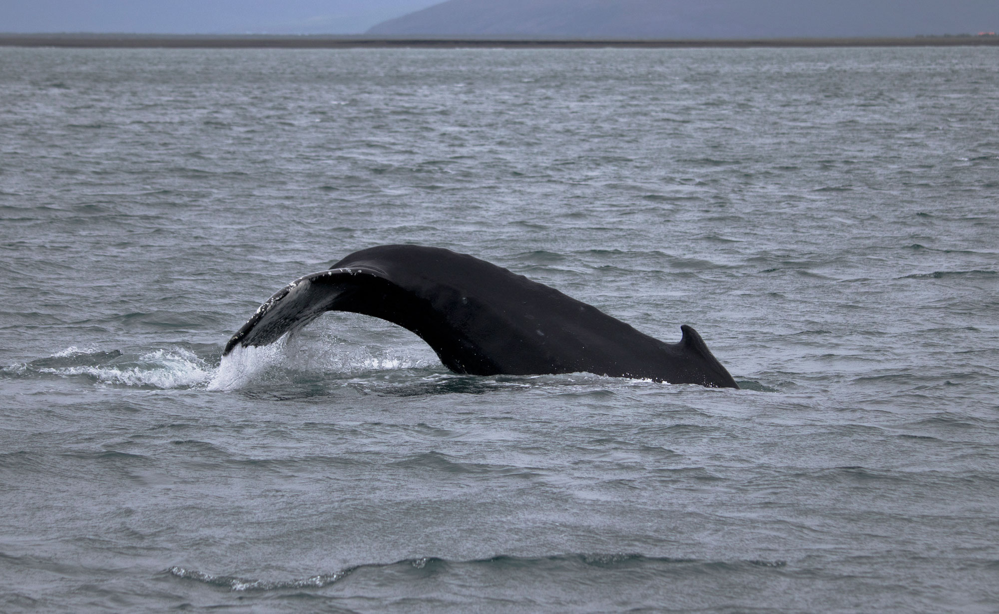 Island Husavik