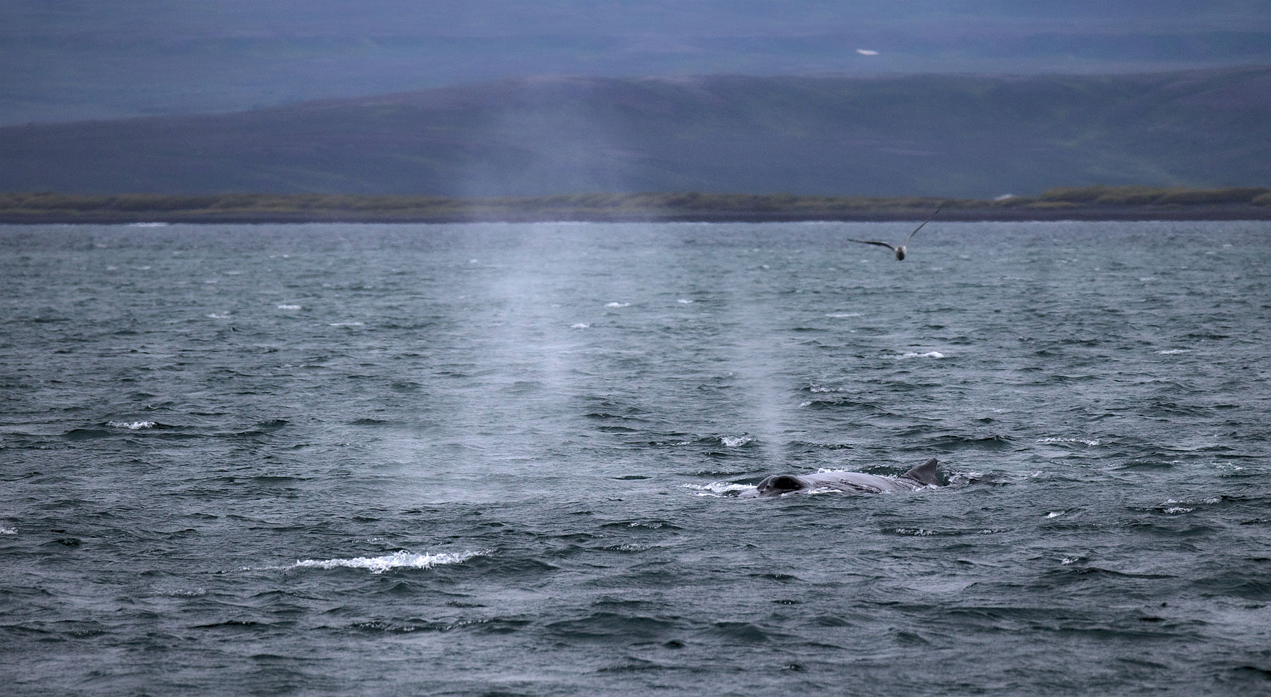 Island Husavik