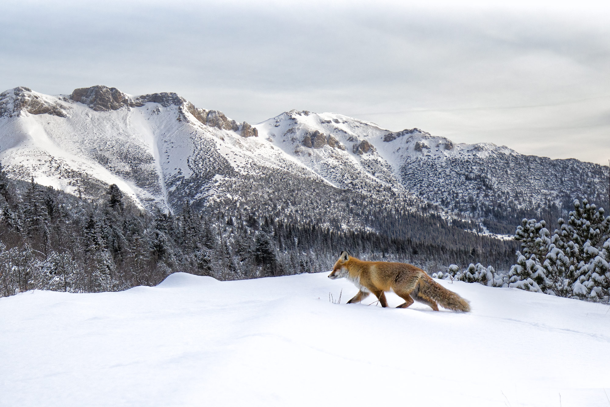 Vysoké Tatry na sněžnicích