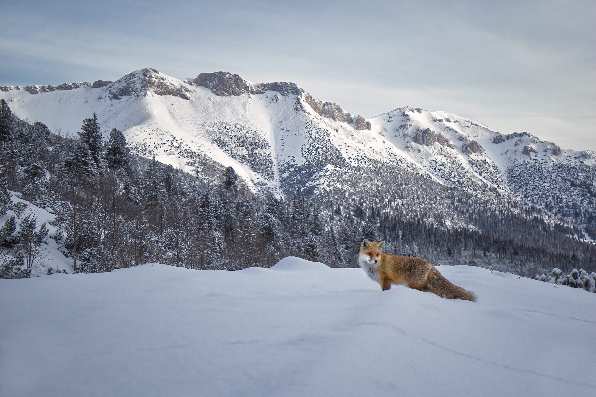 Vysoké Tatry na sněžnicích