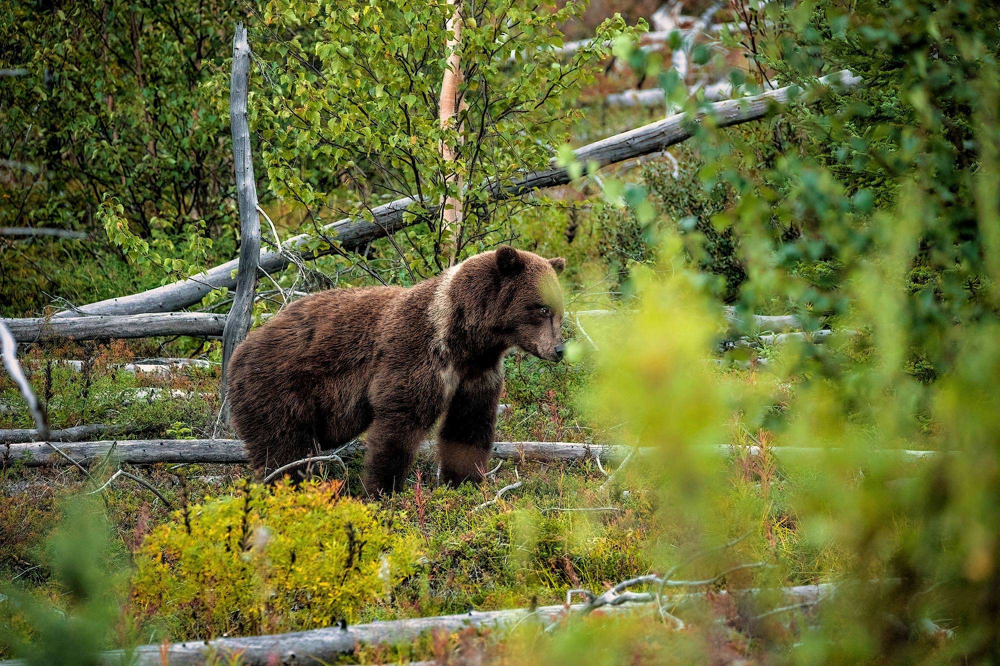 Medvěd grizzly