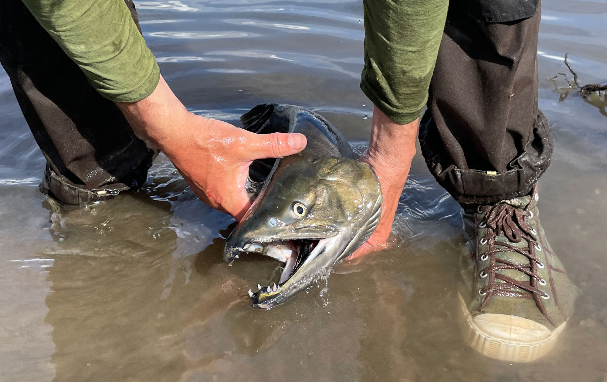 Alatna River, Brooks Range, Gates of The Arctic, Alja&scaron;ka