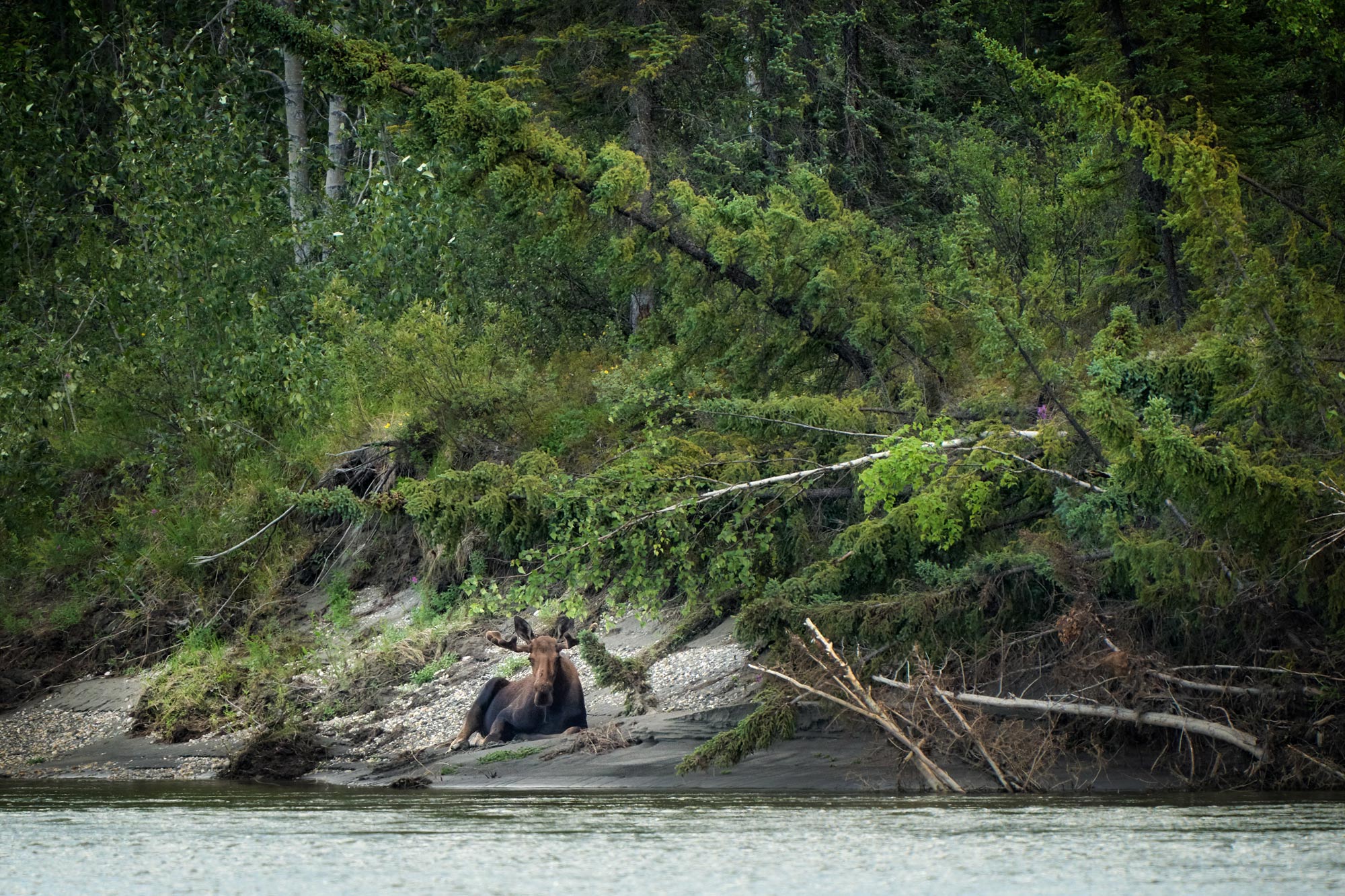 Los alja&scaron;sk&yacute; (Alces alces gigas)