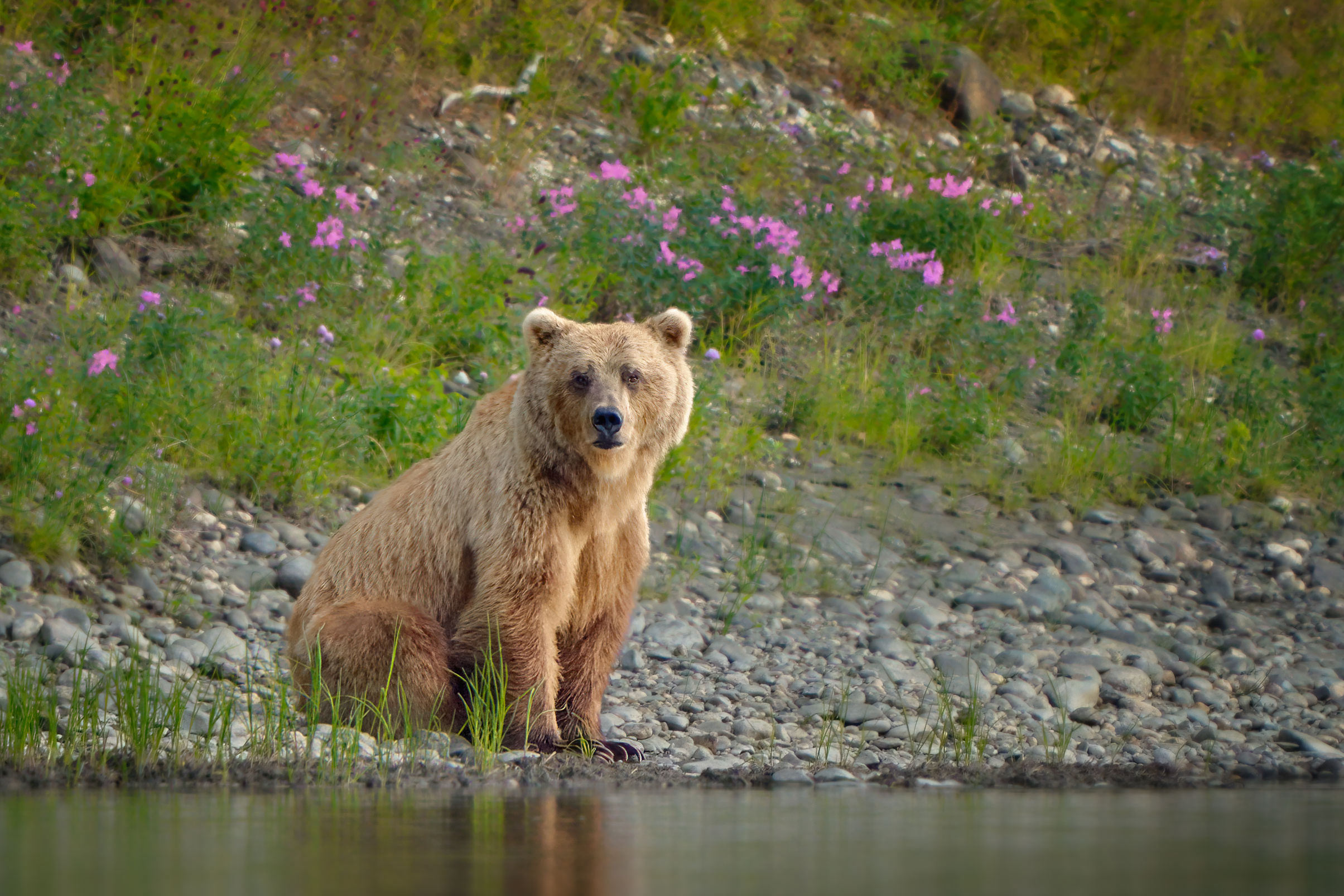 Medvěd grizzly (Ursus arctos horribilis)