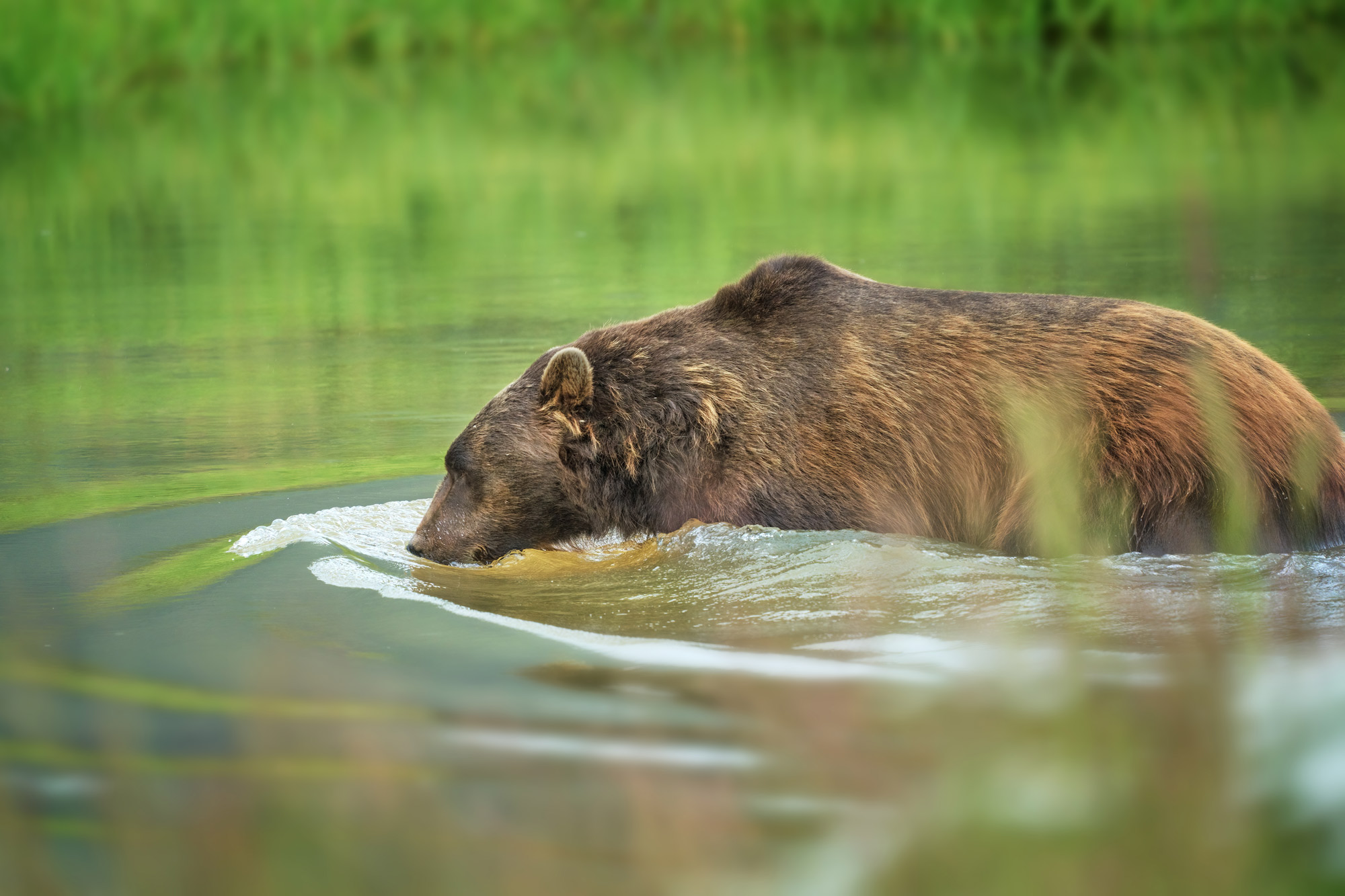 Medvěd grizzly (Ursus arctos horribilis)