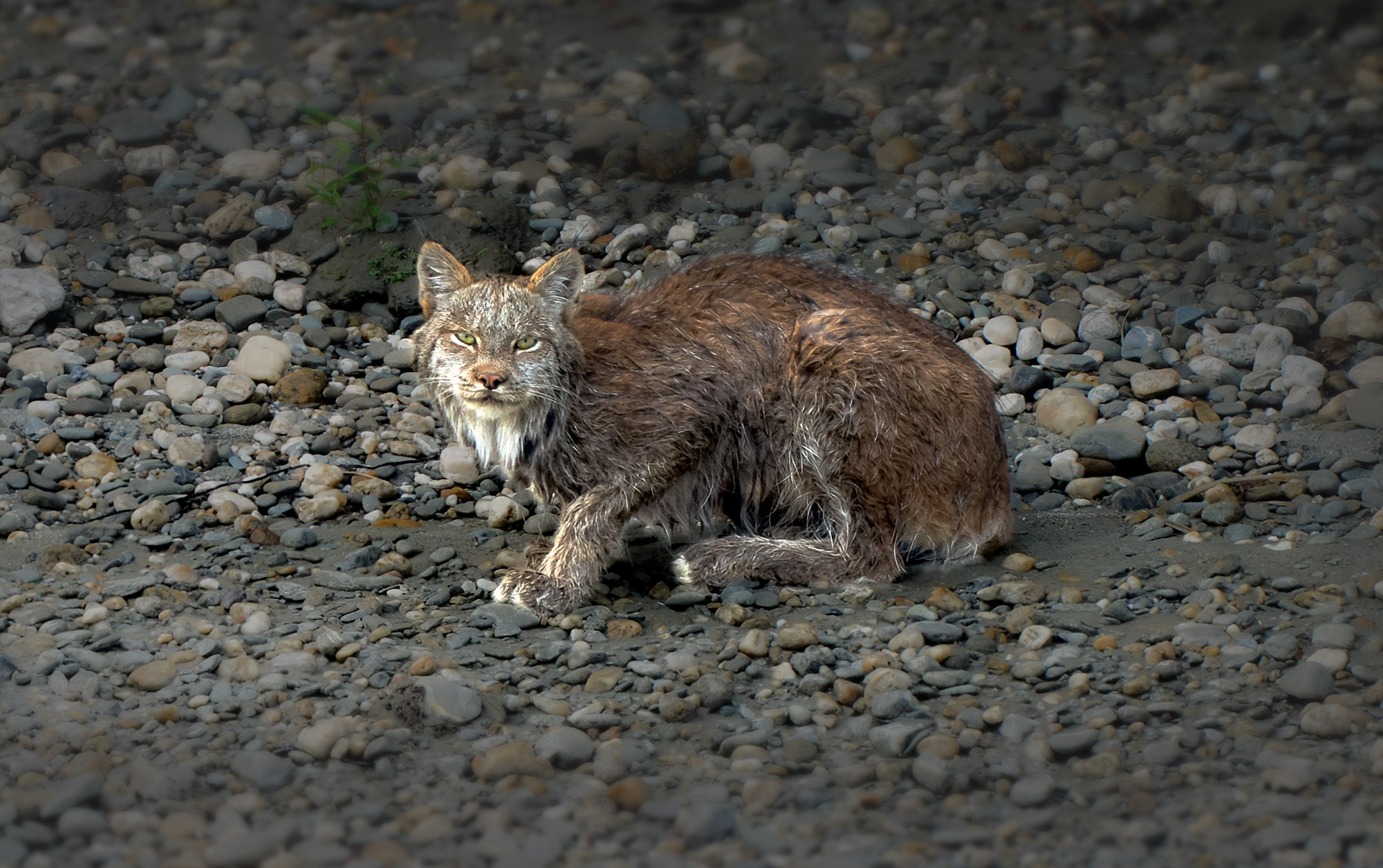 Rys kanadsk&yacute; (Lynx canadensis)