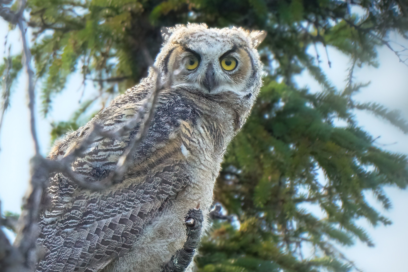 V&yacute;r virginsk&yacute; (Bubo virginianus)