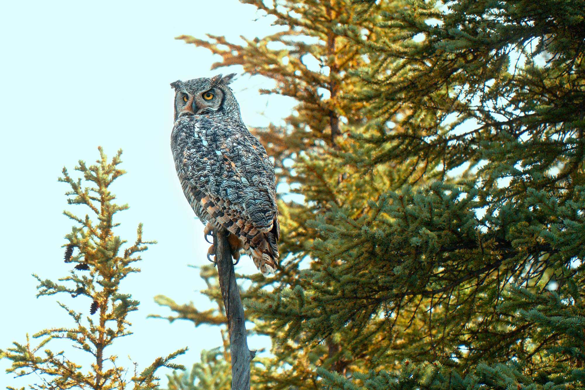 V&yacute;r virginsk&yacute; (Bubo virginianus)