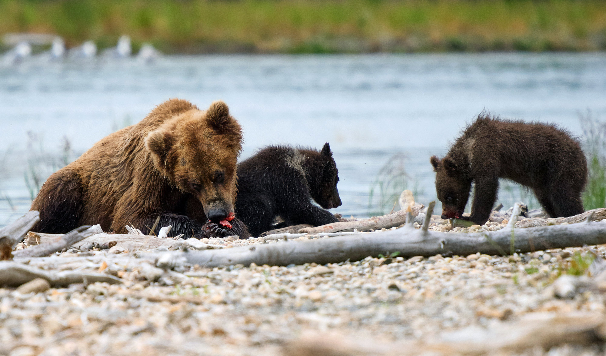 Medvěd grizzly (Ursus arctos horribilis) - Katmai, Brooks Falls, Alja&scaron;ka