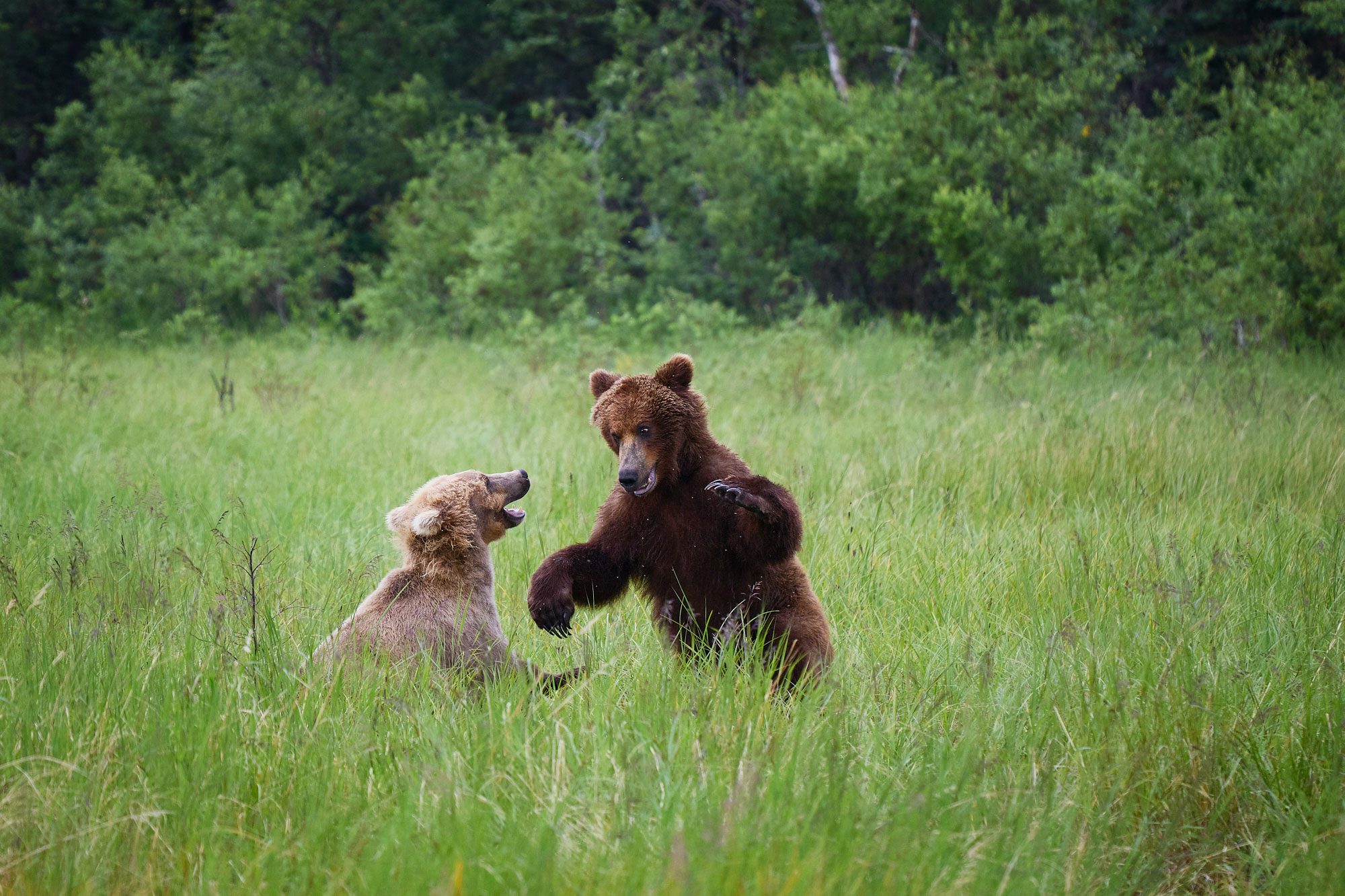 Medvěd grizzly (Ursus arctos horribilis) - Katmai, Brooks Falls, Alja&scaron;ka