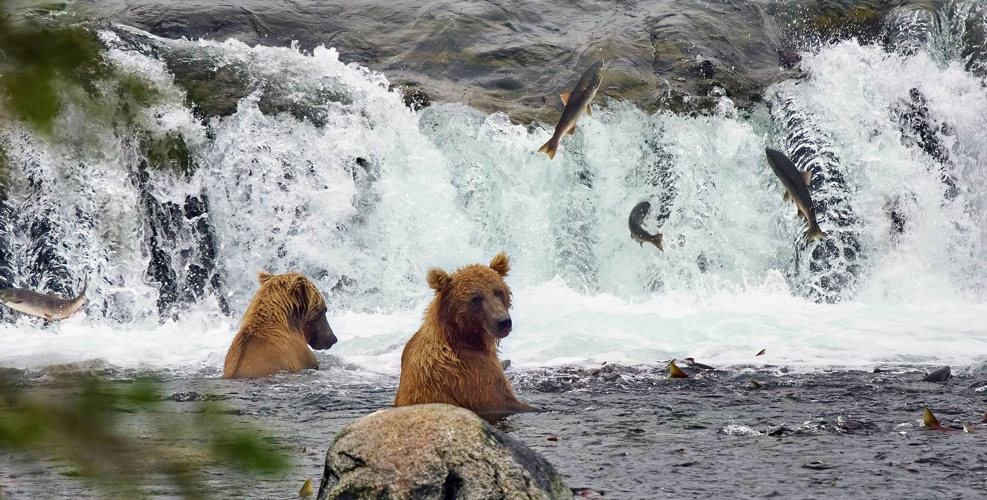 Katmai medvěd grizzly na Brooks Falls