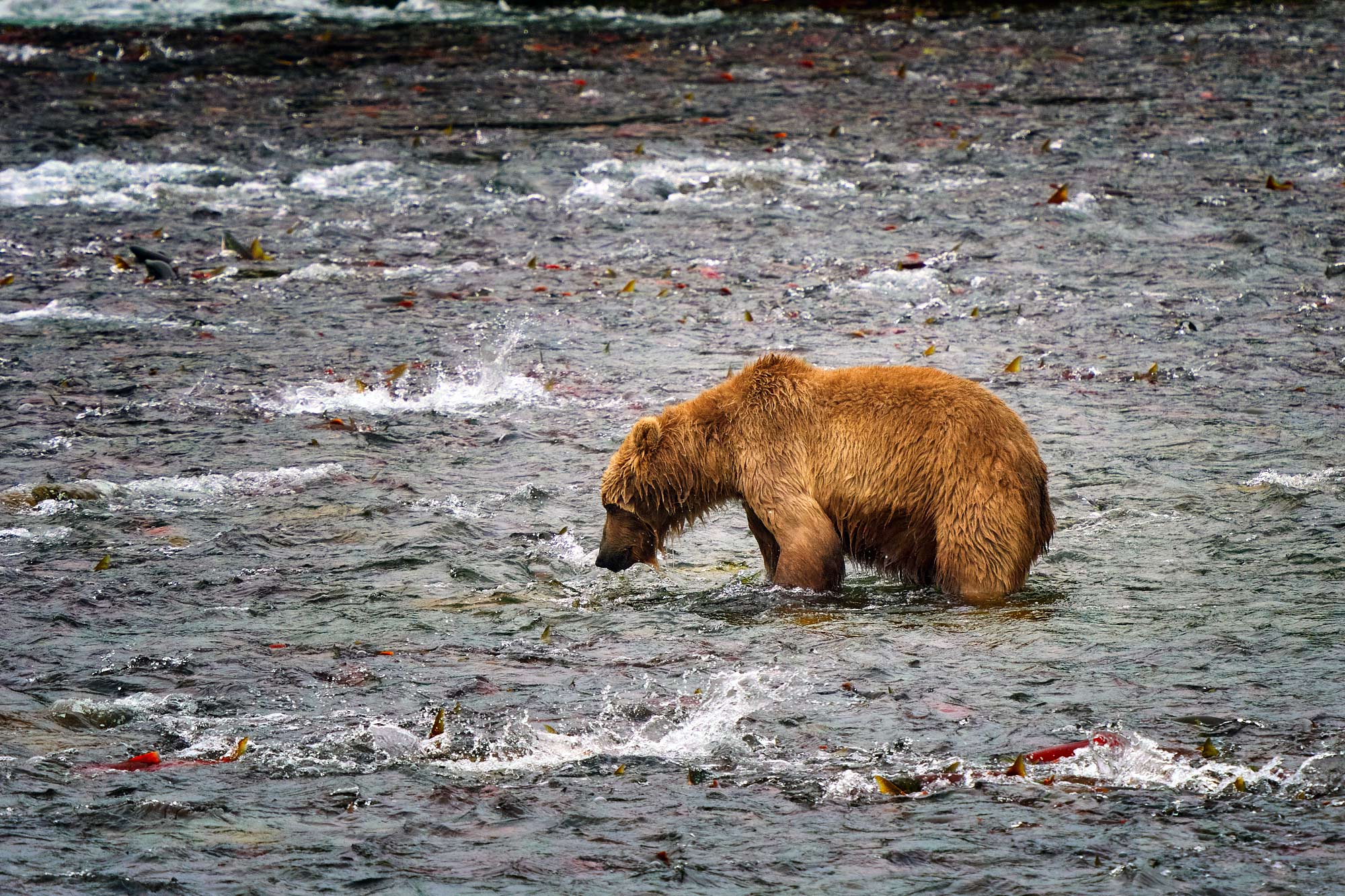 Medvěd grizzly (Ursus arctos horribilis) - Katmai, Brooks Falls, Alja&scaron;ka