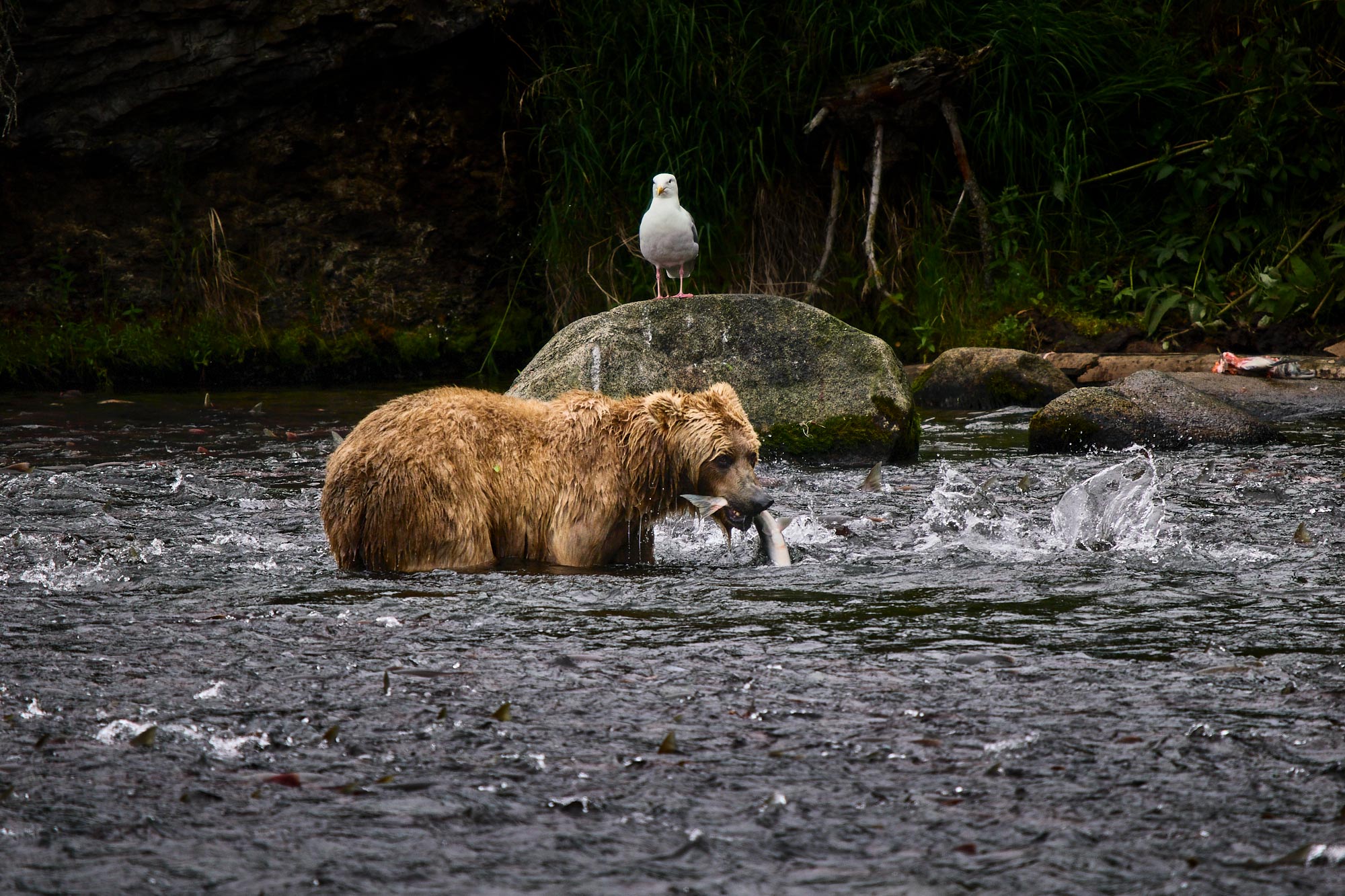 Medvěd grizzly (Ursus arctos horribilis) - Katmai, Brooks Falls, Alja&scaron;ka