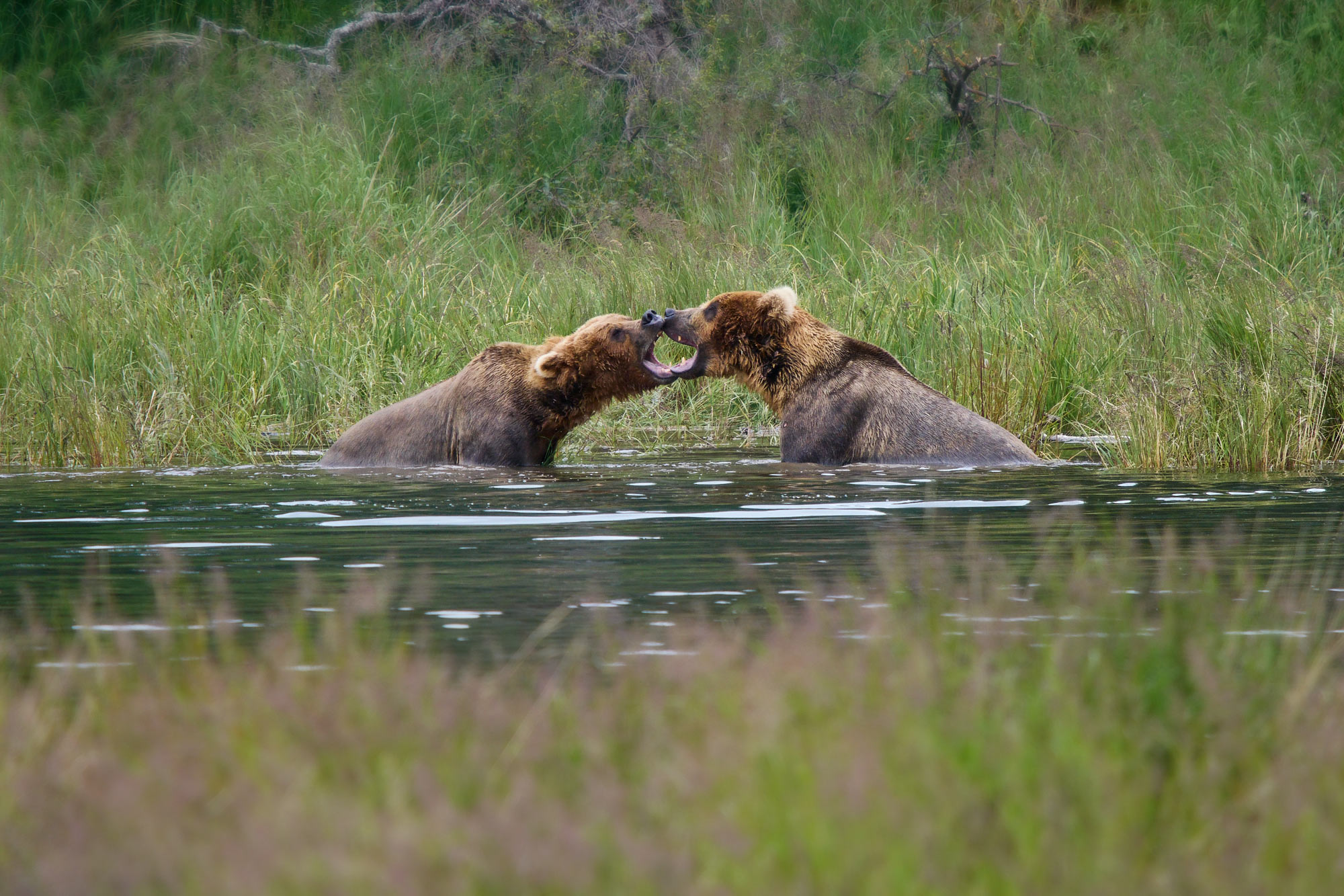 Medvěd grizzly (Ursus arctos horribilis) - Katmai, Brooks Falls, Alja&scaron;ka