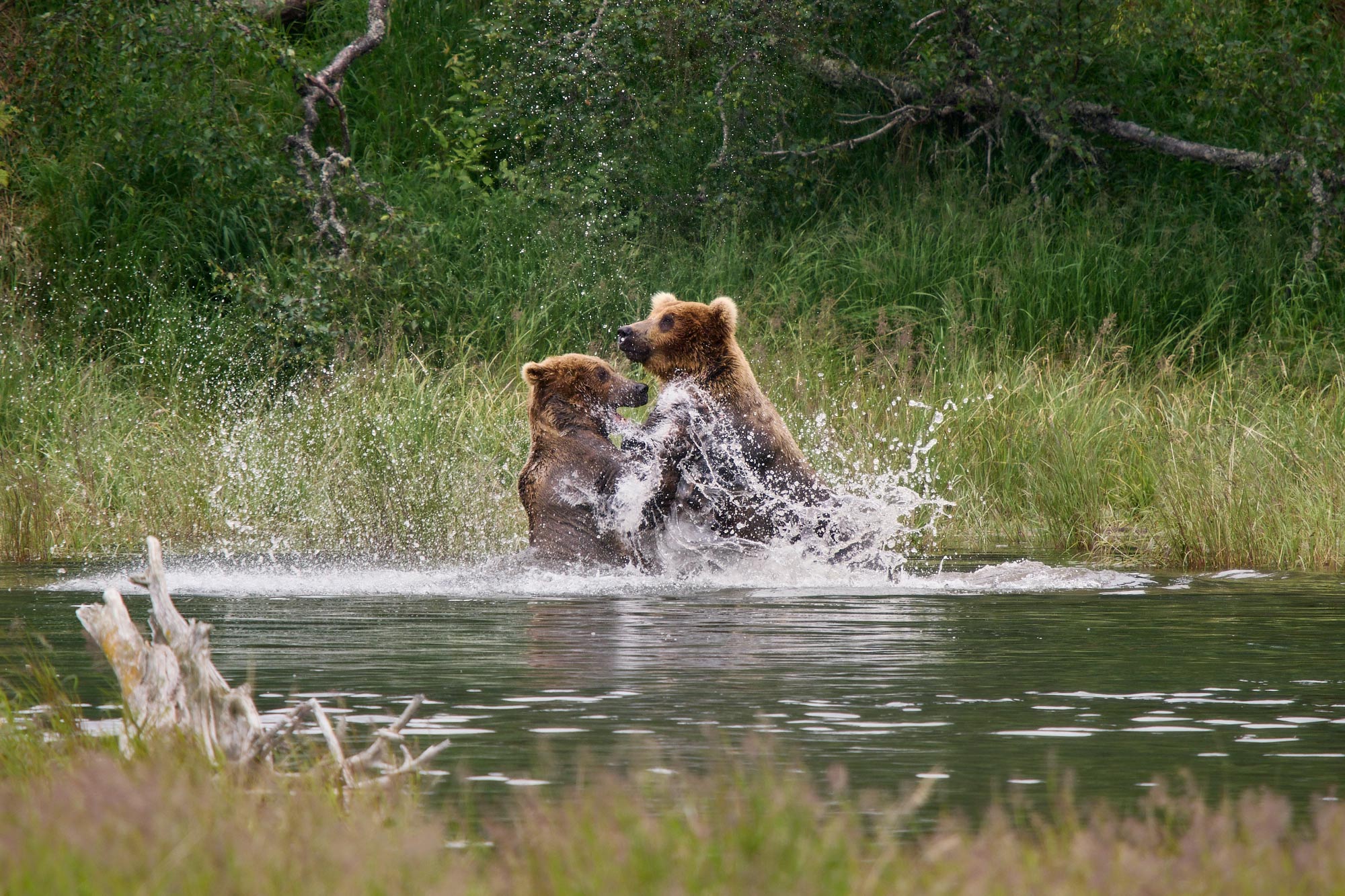 Medvěd grizzly (Ursus arctos horribilis) - Katmai, Brooks Falls, Alja&scaron;ka