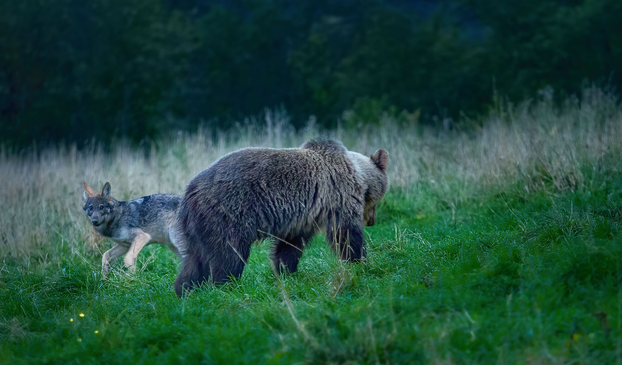 Medvěd versus vlk