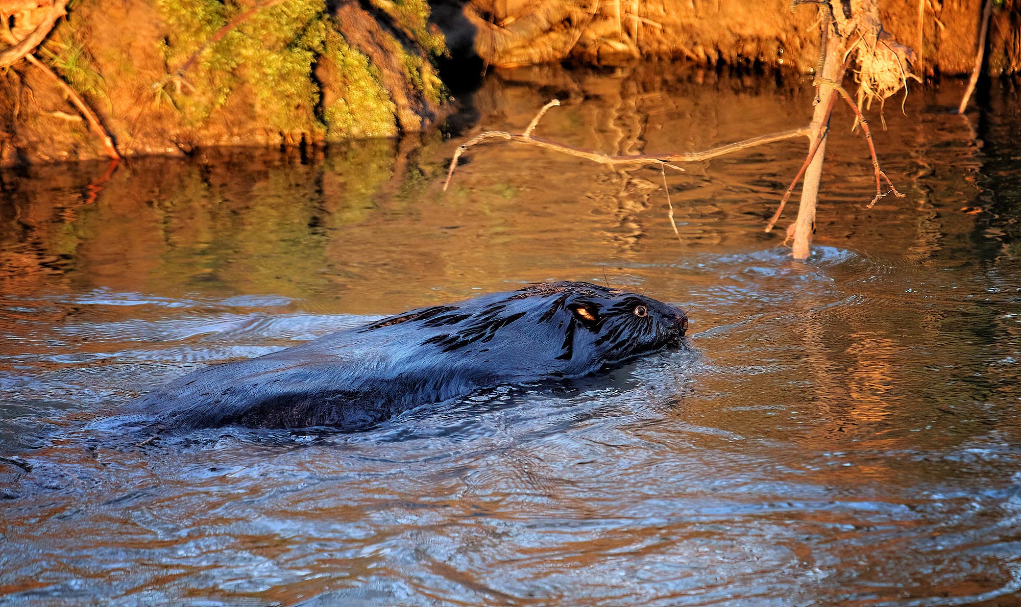 Bobr evropsk&yacute;