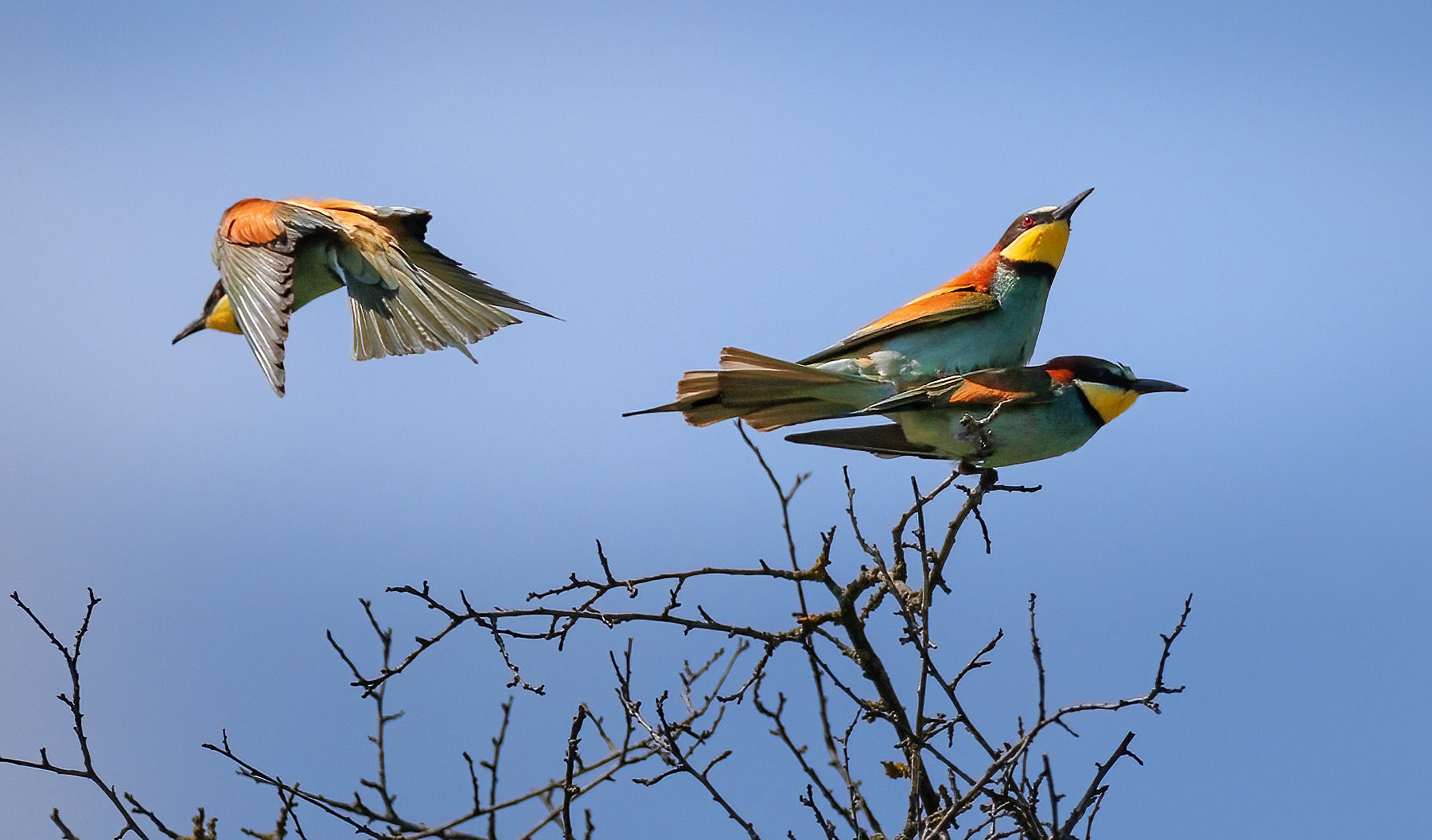 Vlha pestrá (Merops apiaster)