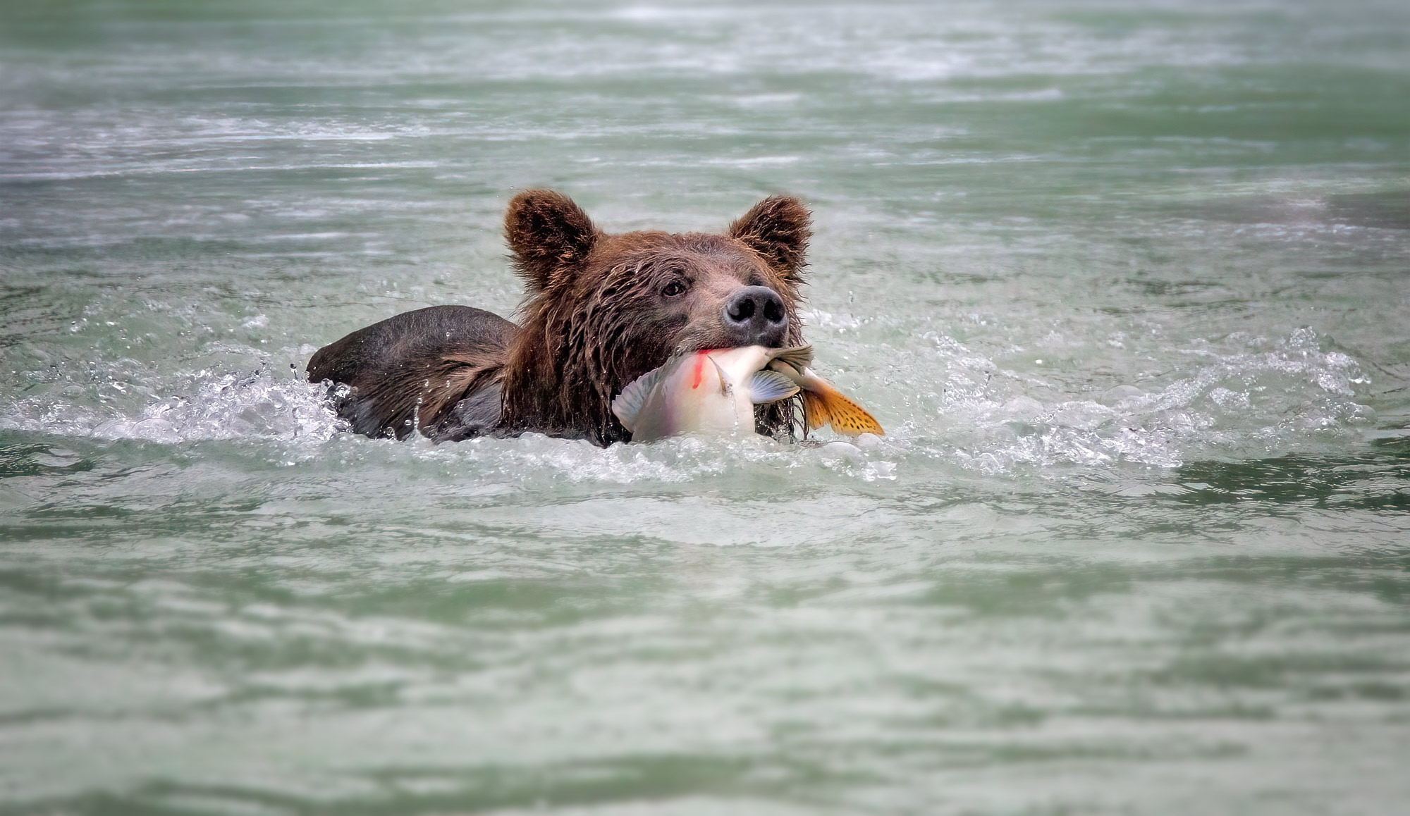 Medvěd grizzly