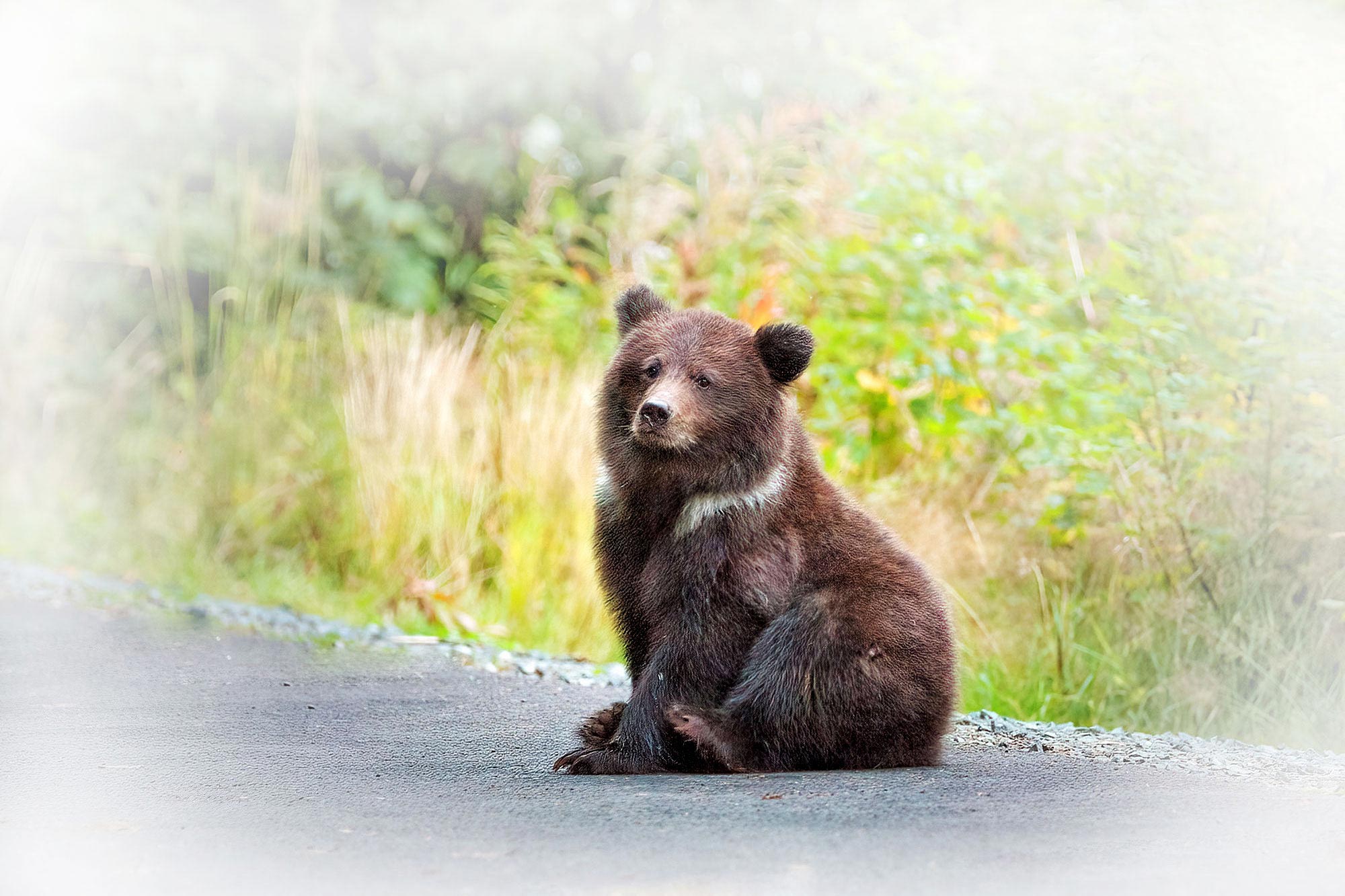 Medvědi grizzly v Haines