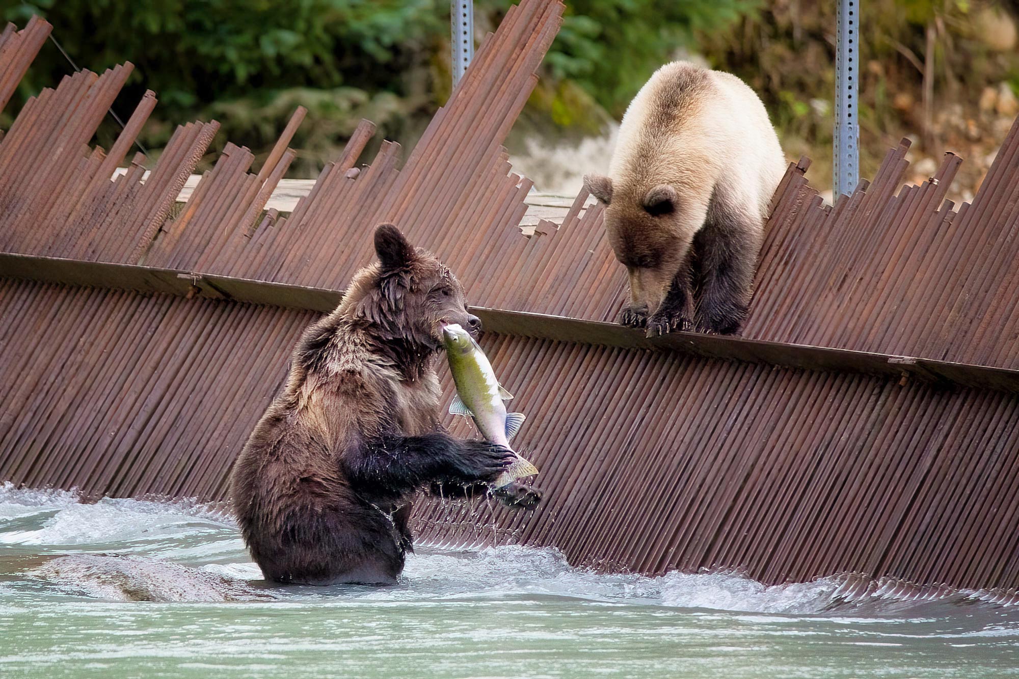 Medvědi grizzly v Haines