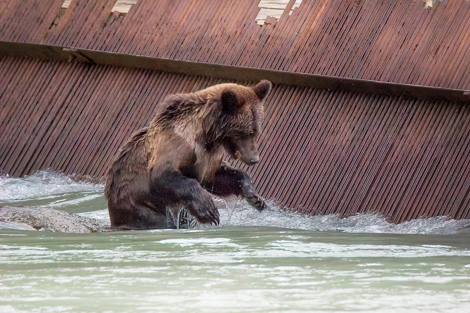 Medvědi grizzly v Haines