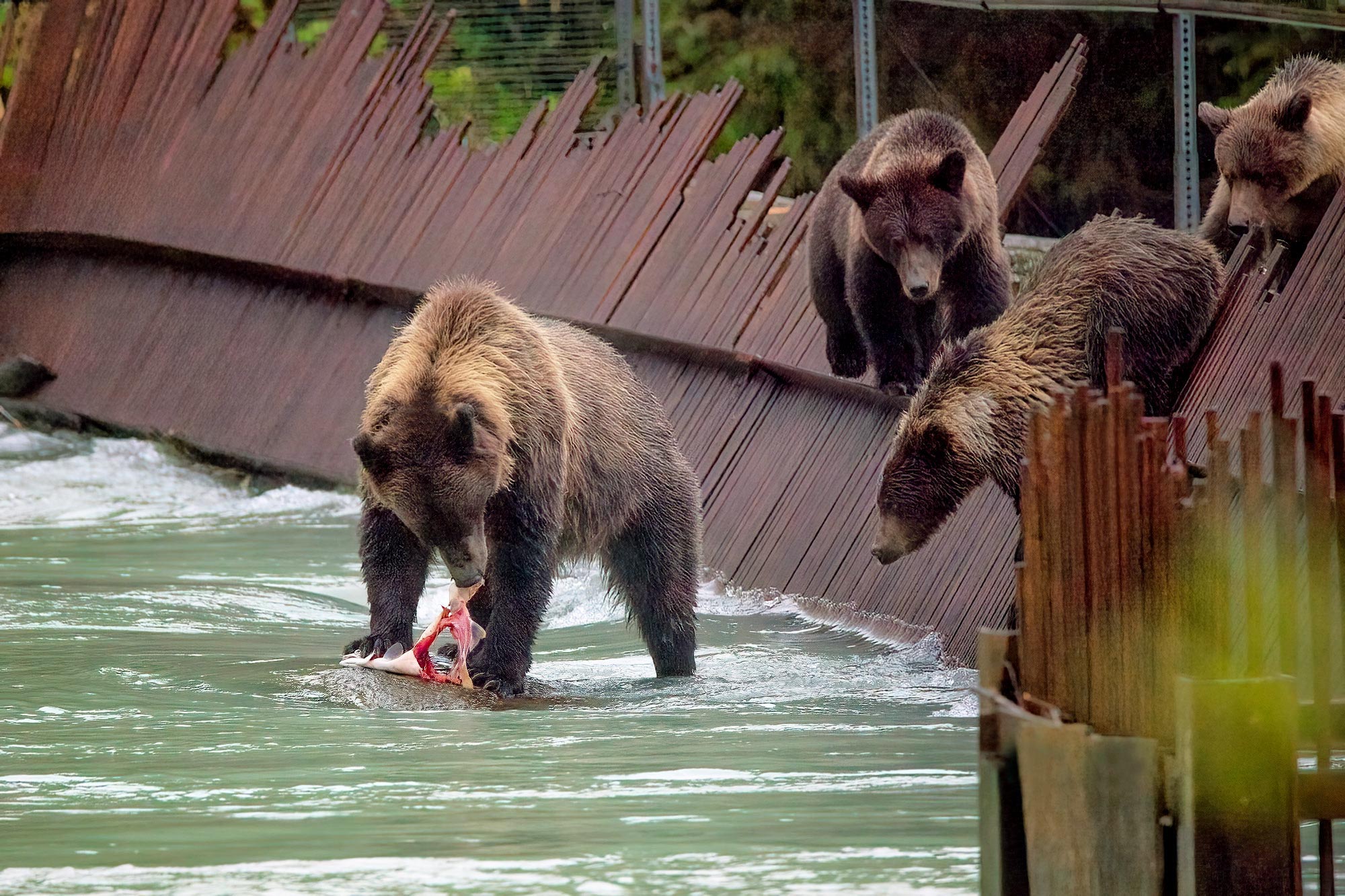 Medvědi grizzly v Haines