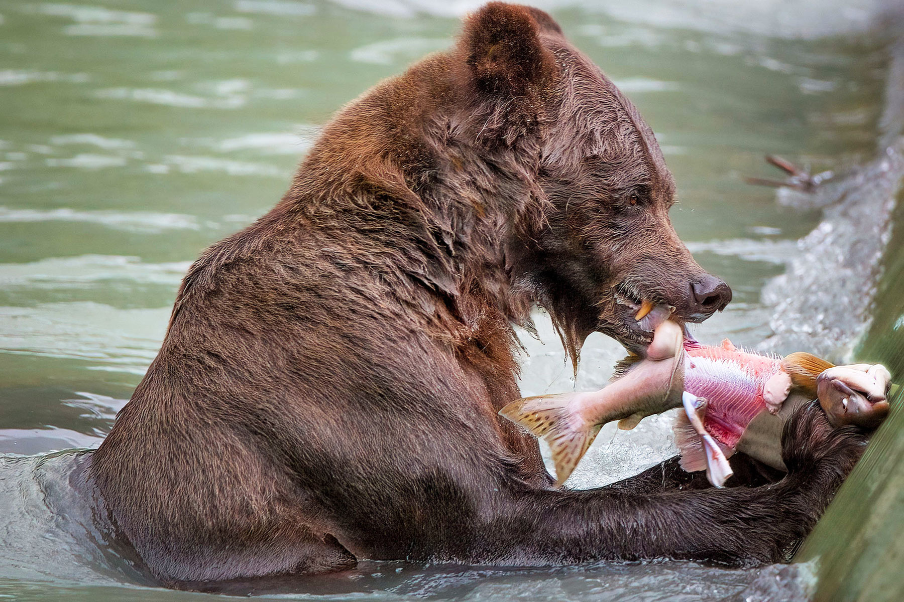 Medvědi grizzly v Haines