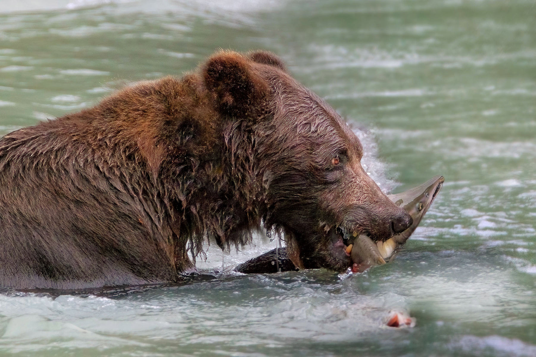 Medvěd grizzly v Haines