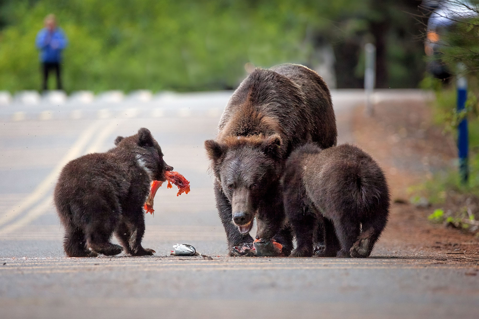 Medvědi grizzly v Haines