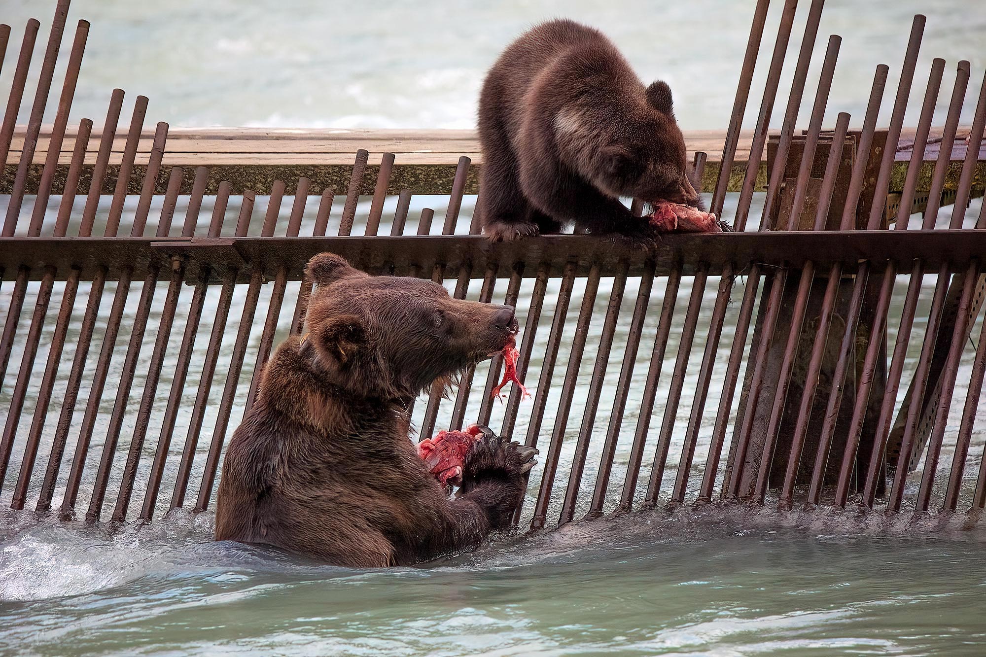 Medvědi grizzly v Haines