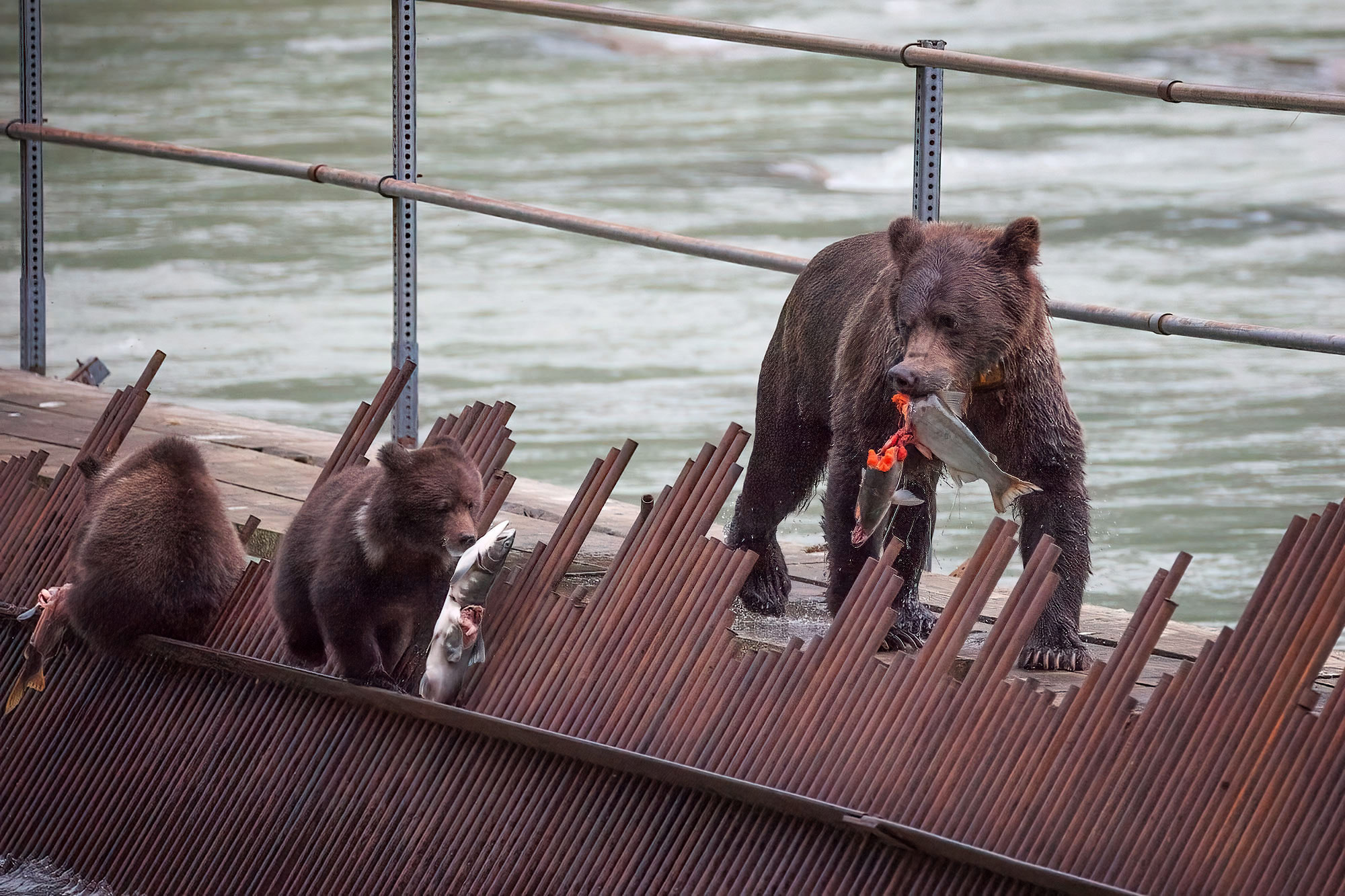 Medvědi grizzly v Haines