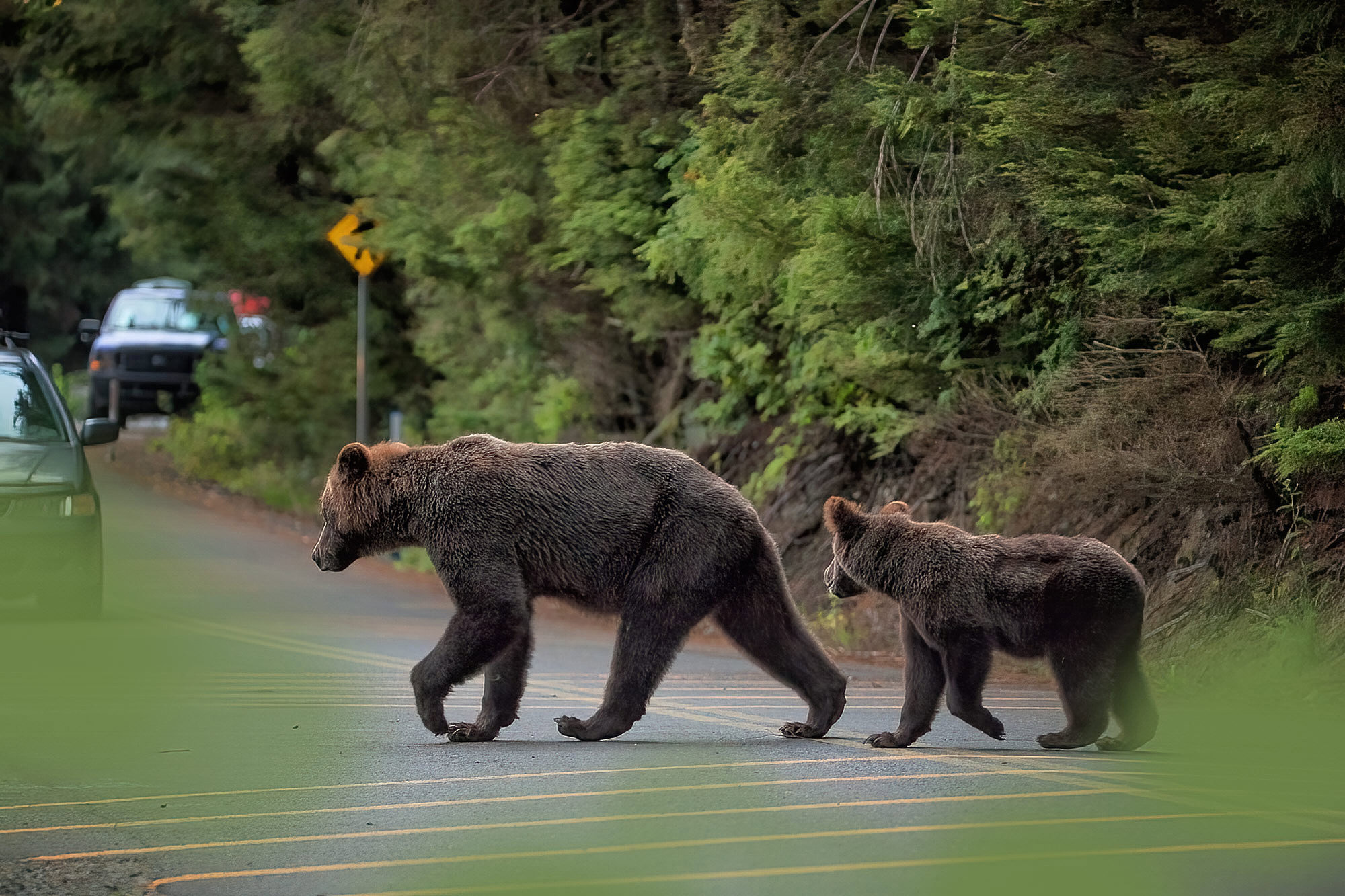 Medvěd grizzly v Haines