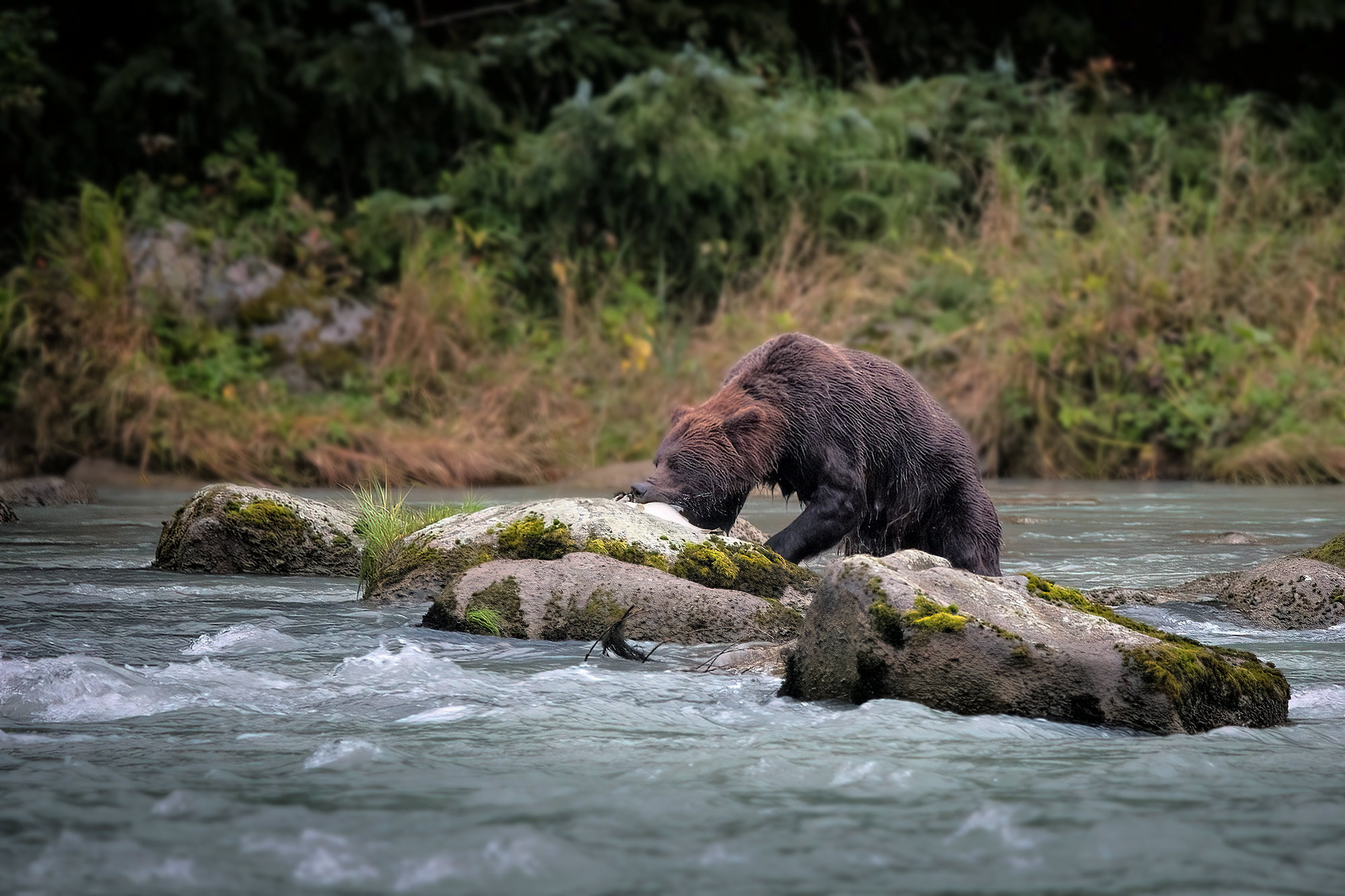 Medvědi grizzly v Haines