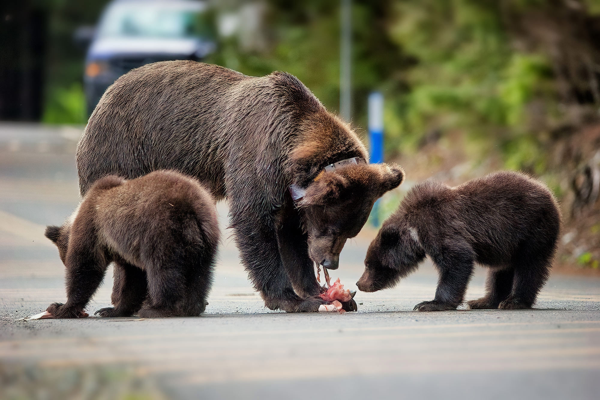 Medvědi grizzly v Haines