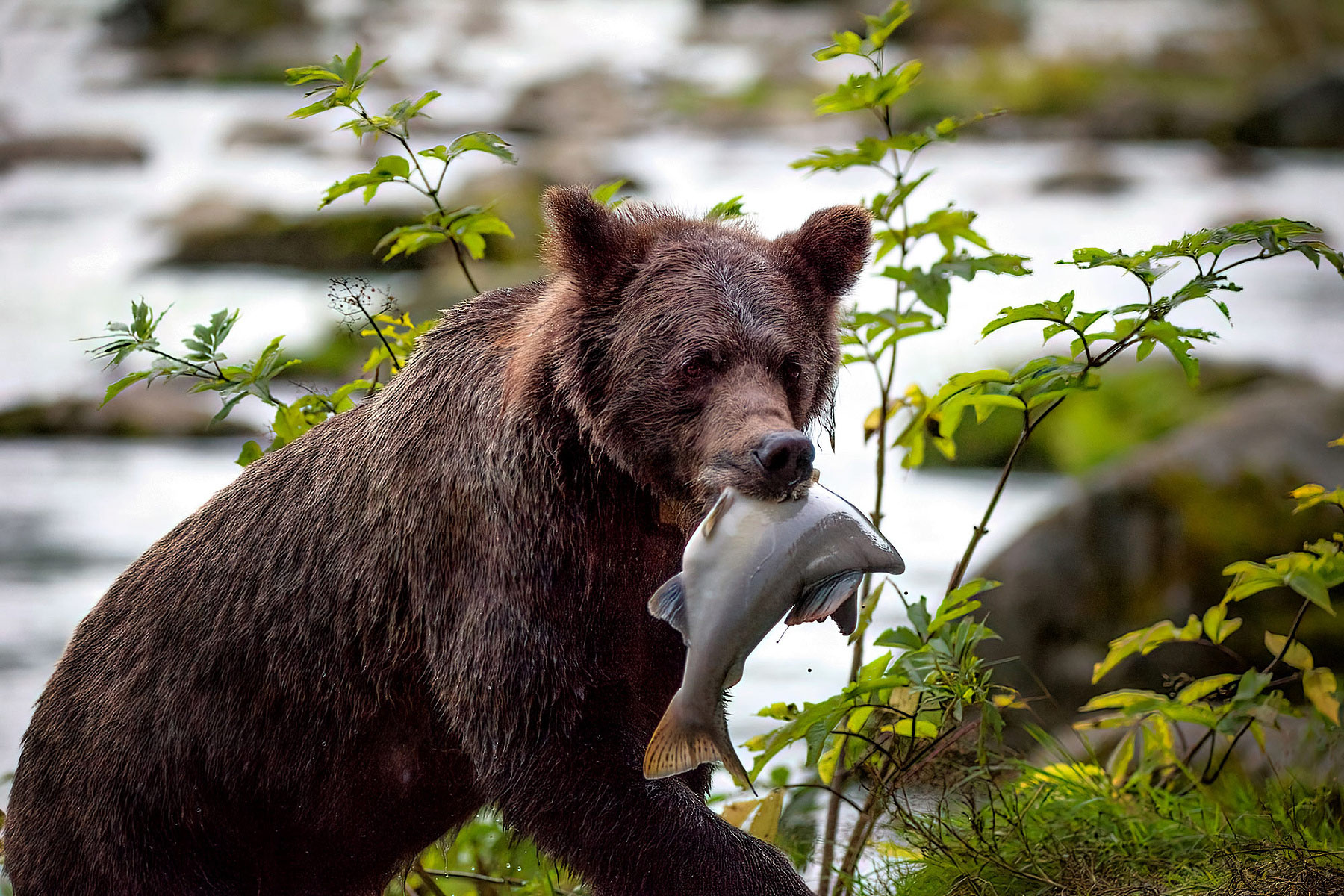 Medvědi grizzly v Haines