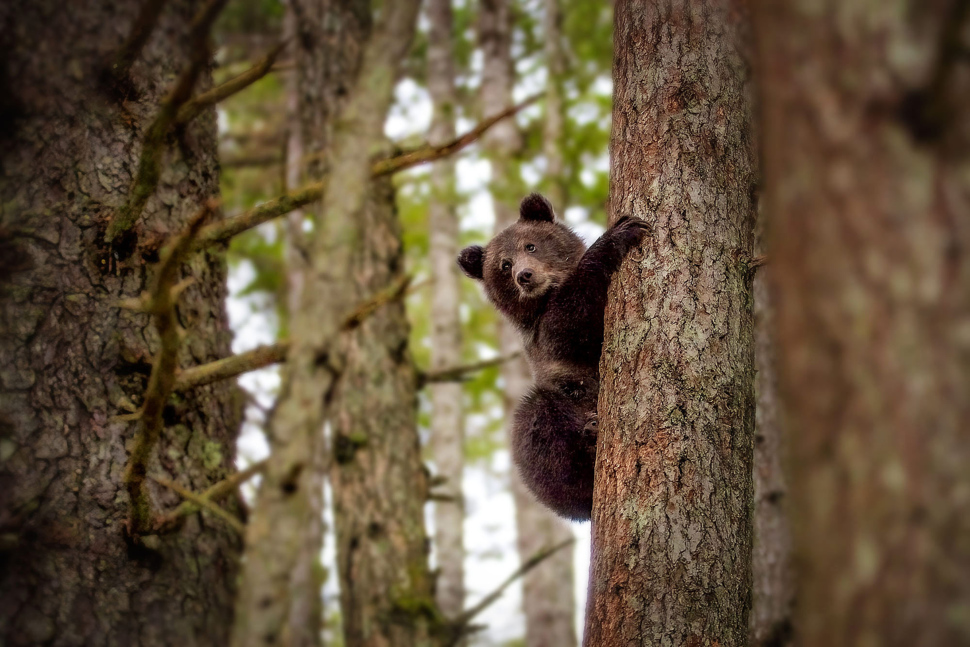 Medvědi grizzly v Haines