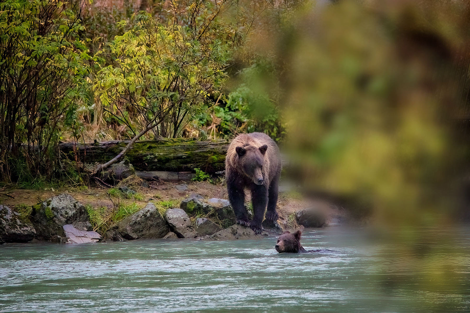 Medvěd hnědý grizzly