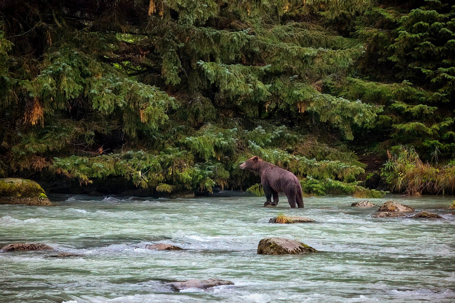 Medvědi grizzly v Haines