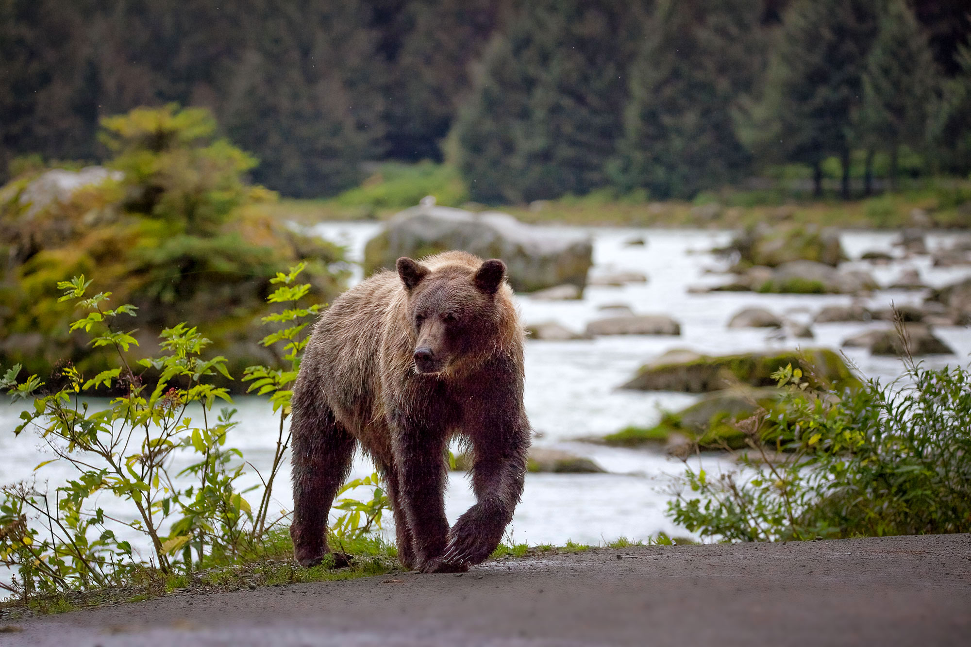 Medvěd grizzly v Haines