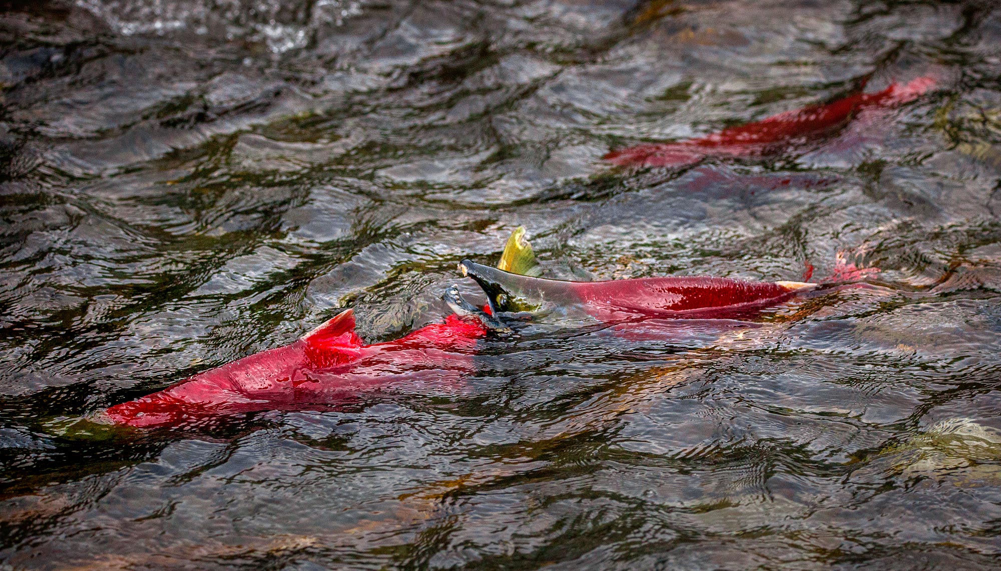 red salmon losos nerka