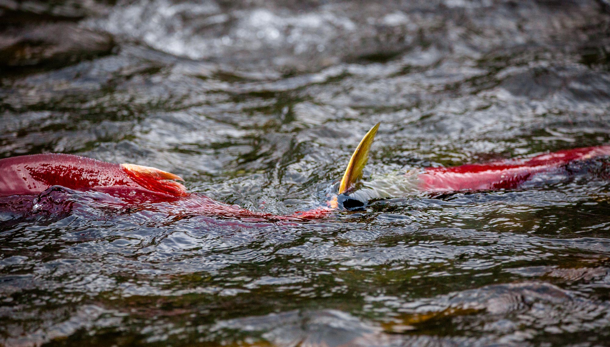 red salmon losos nerka