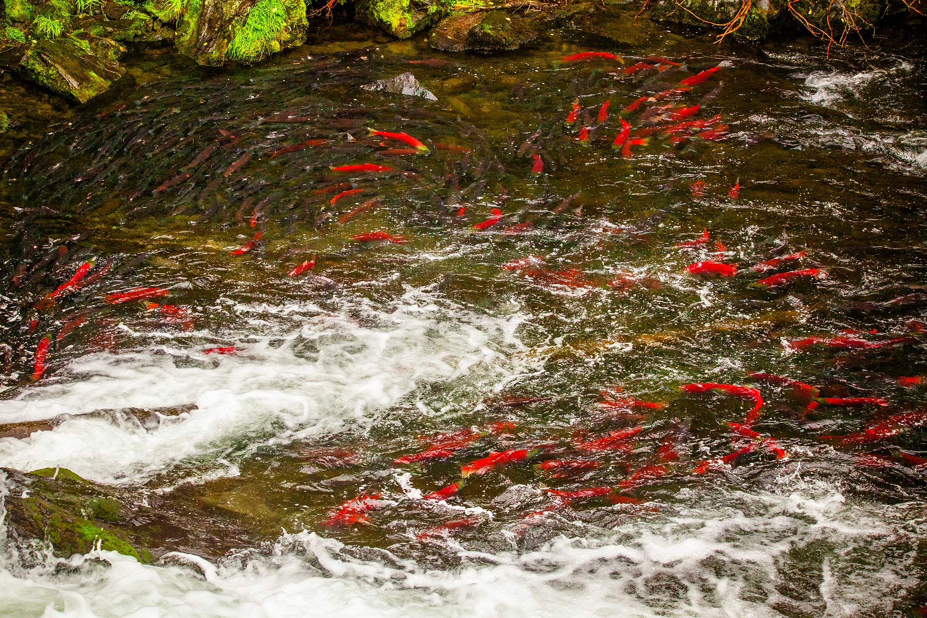 red salmon losos nerka