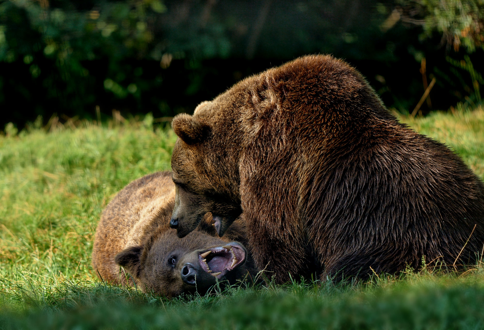 Medvěd hnědý Libearty Sanctuary Zarnesti