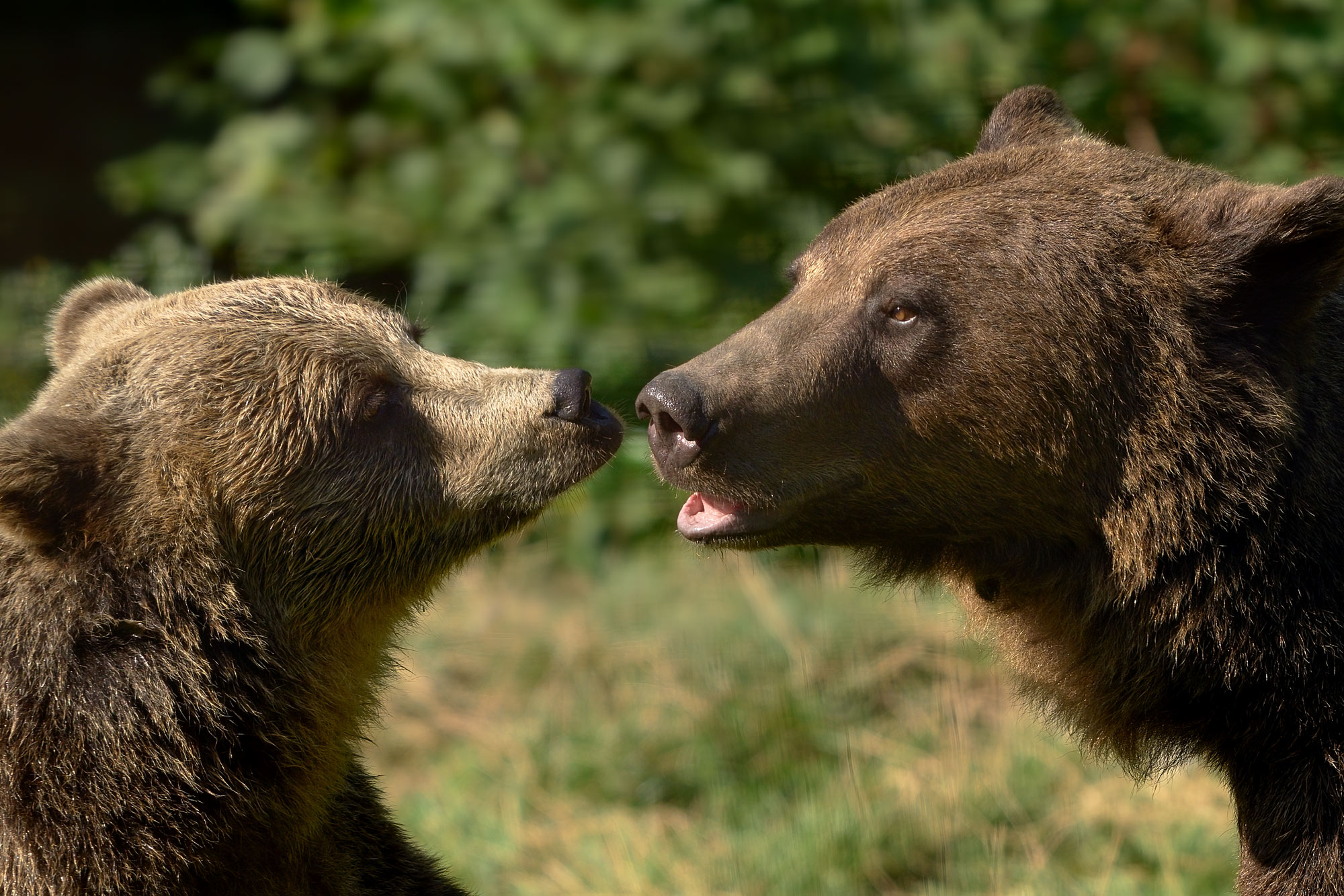 Medvěd hnědý Libearty Sanctuary Zarnesti