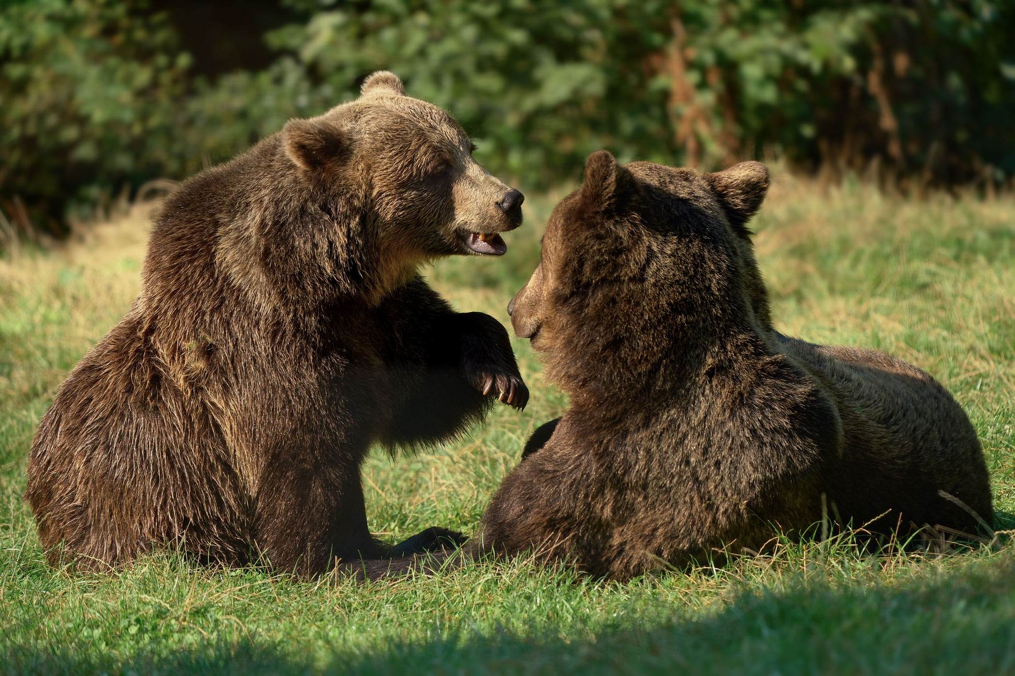 Medvěd hnědý Libearty Sanctuary Zarnesti