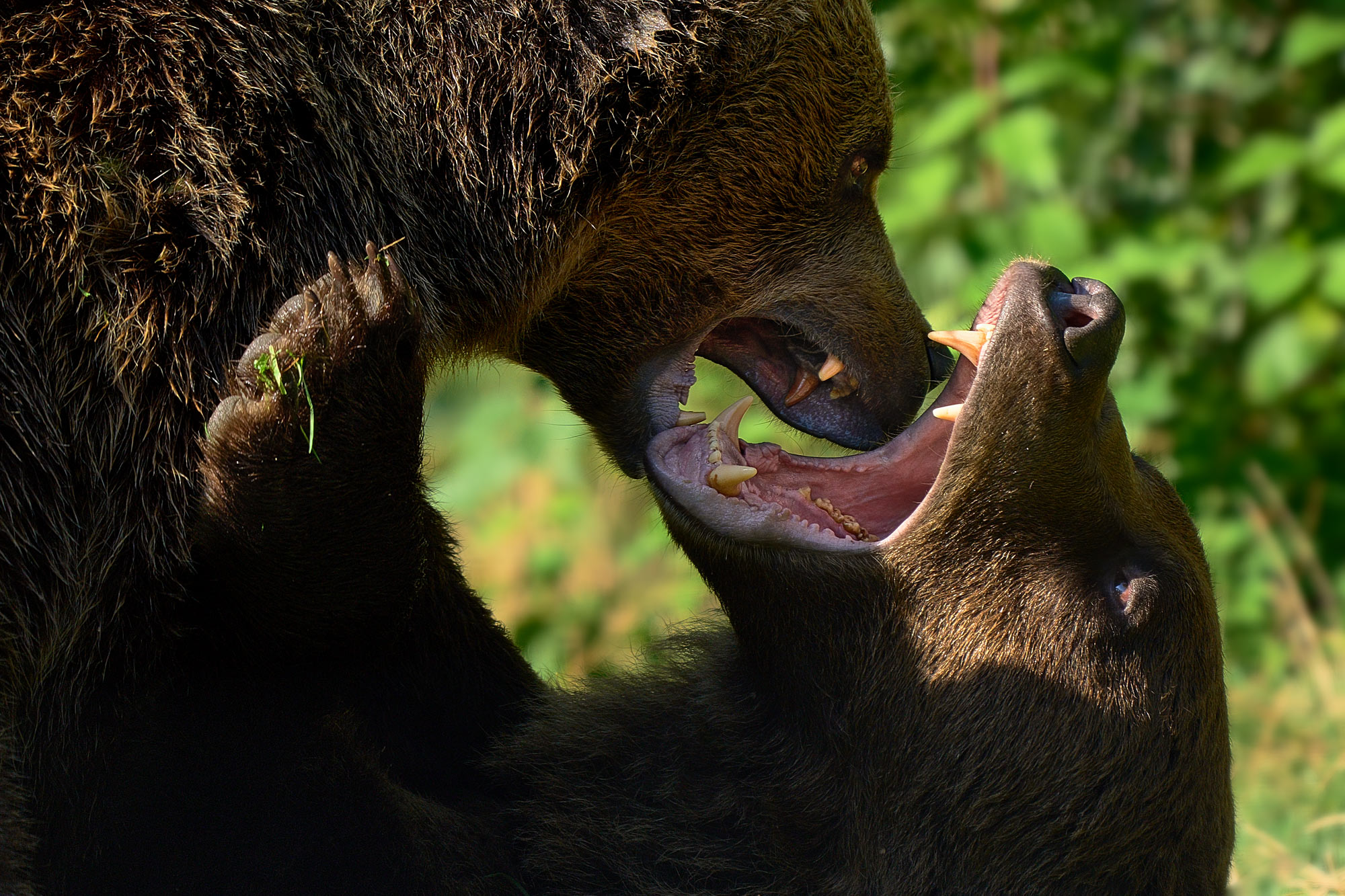 Medvěd hnědý Libearty Sanctuary Zarnesti