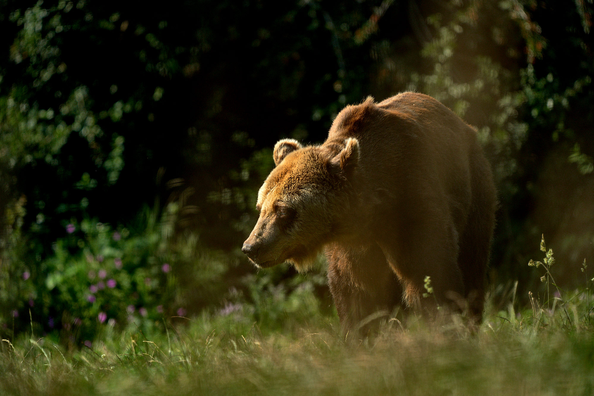 Medvěd hnědý Libearty Sanctuary Zarnesti